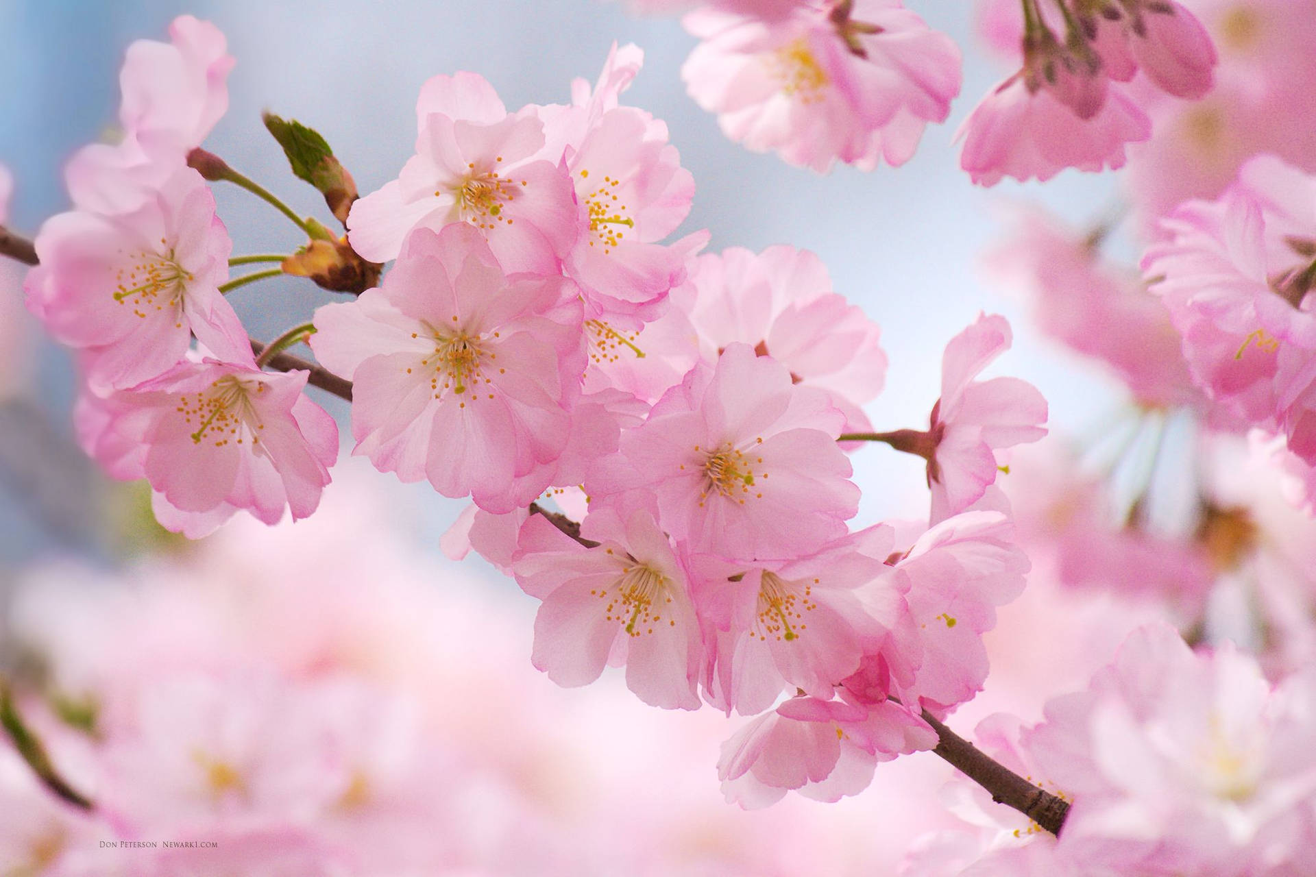 樱花特写壁纸