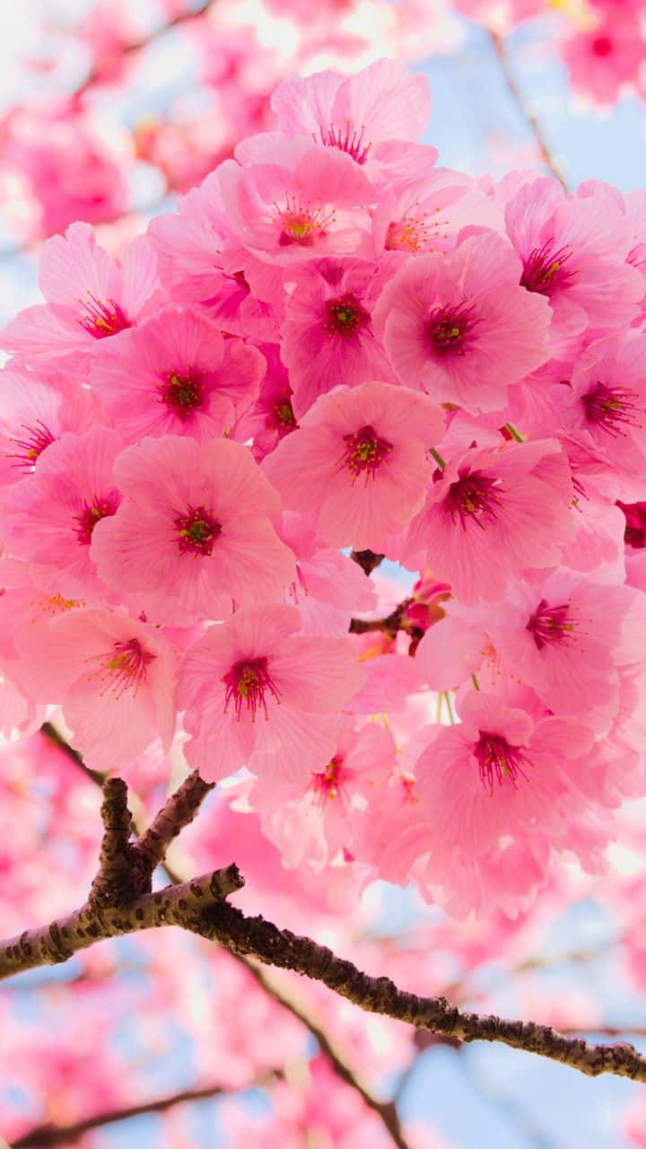 樱花特写天空 壁纸