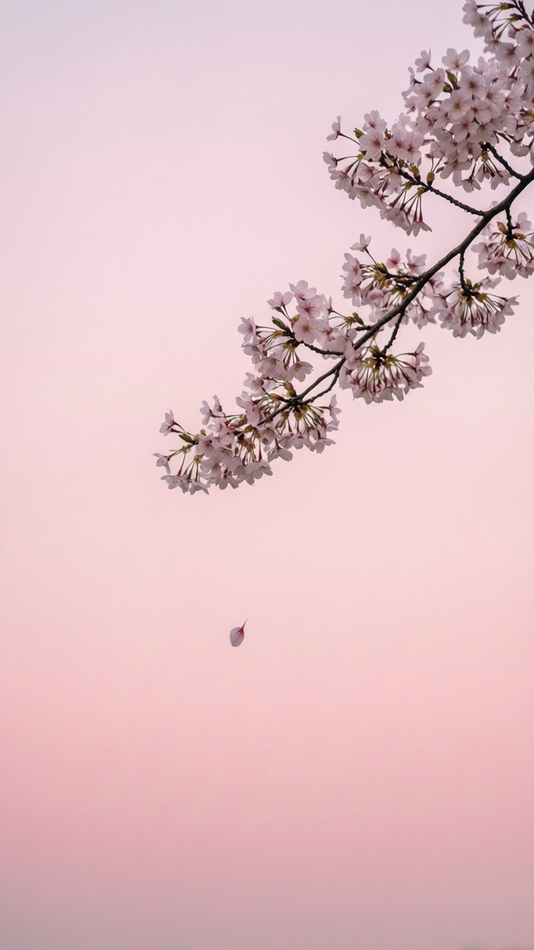 樱花简约 壁纸