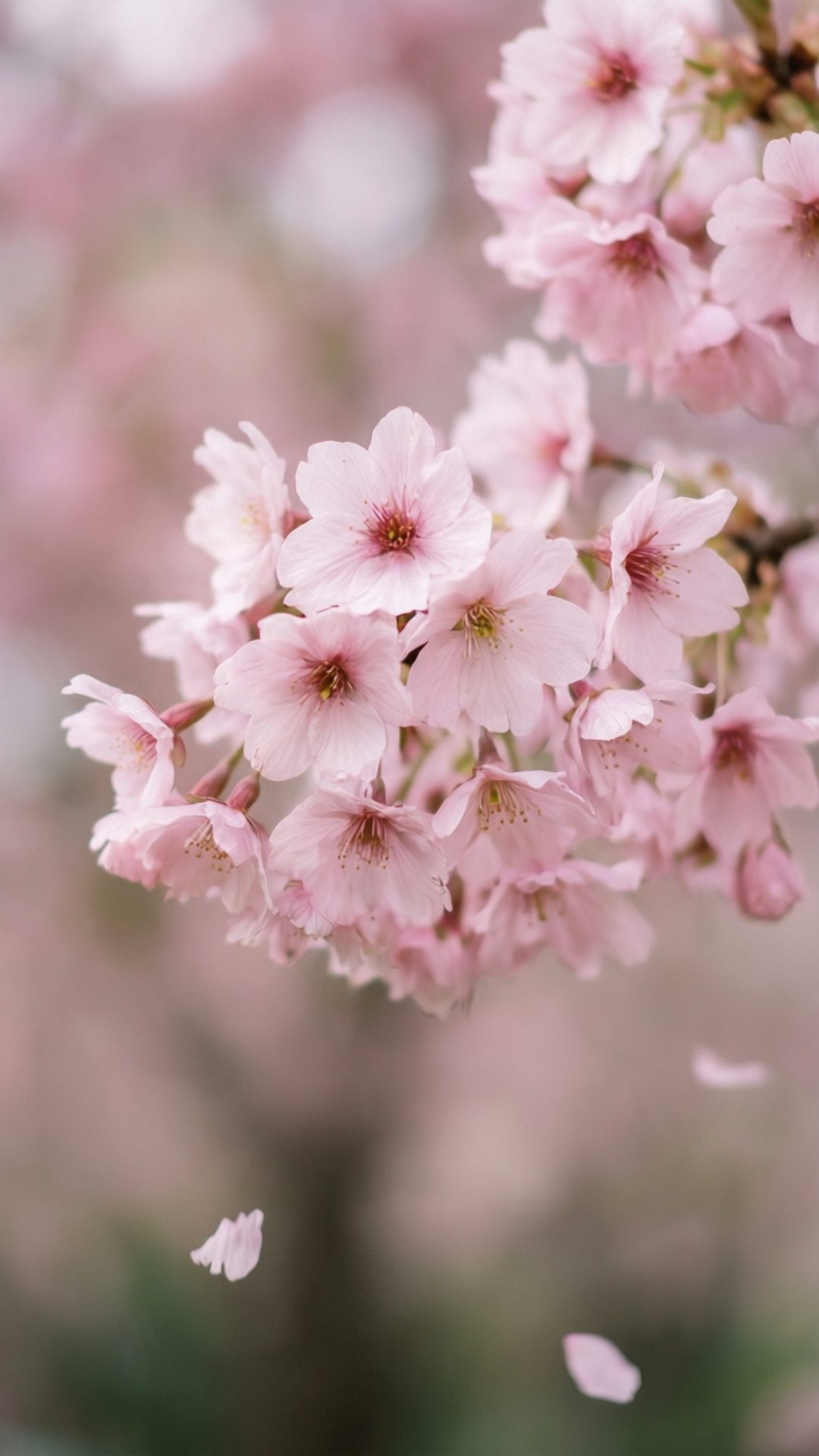 樱花粉 壁纸