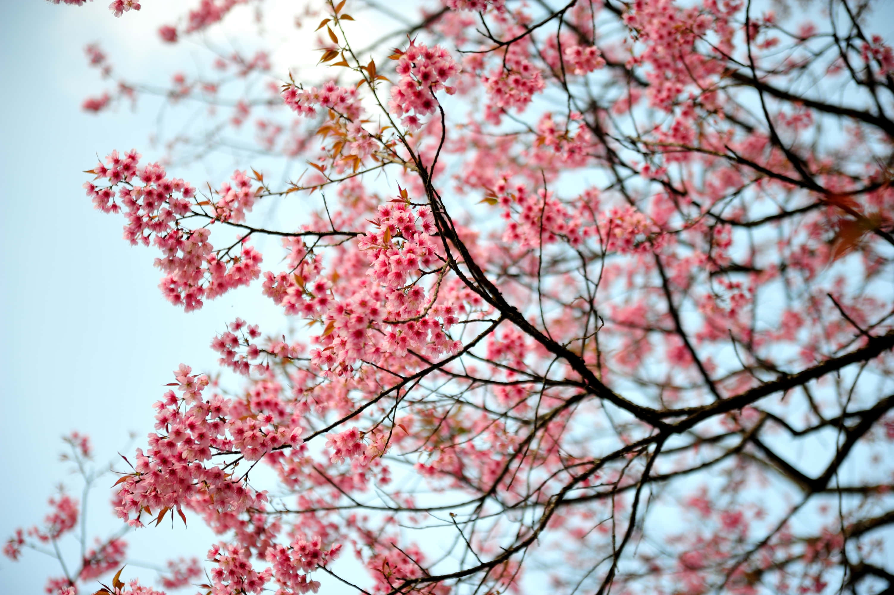 樱花背景 壁纸