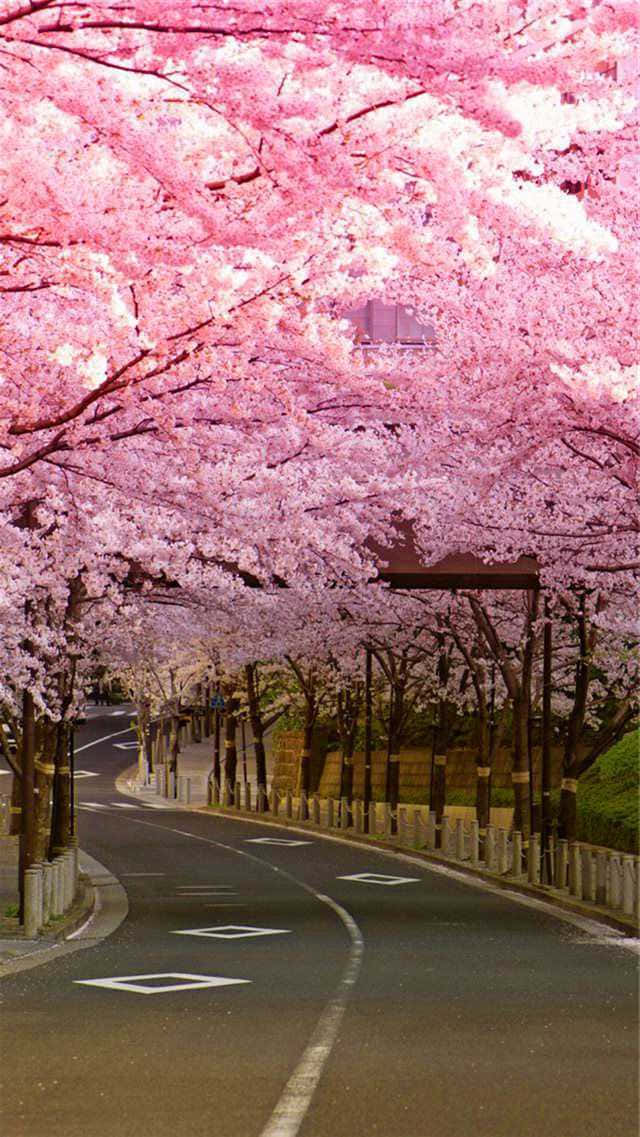 樱花背景 壁纸