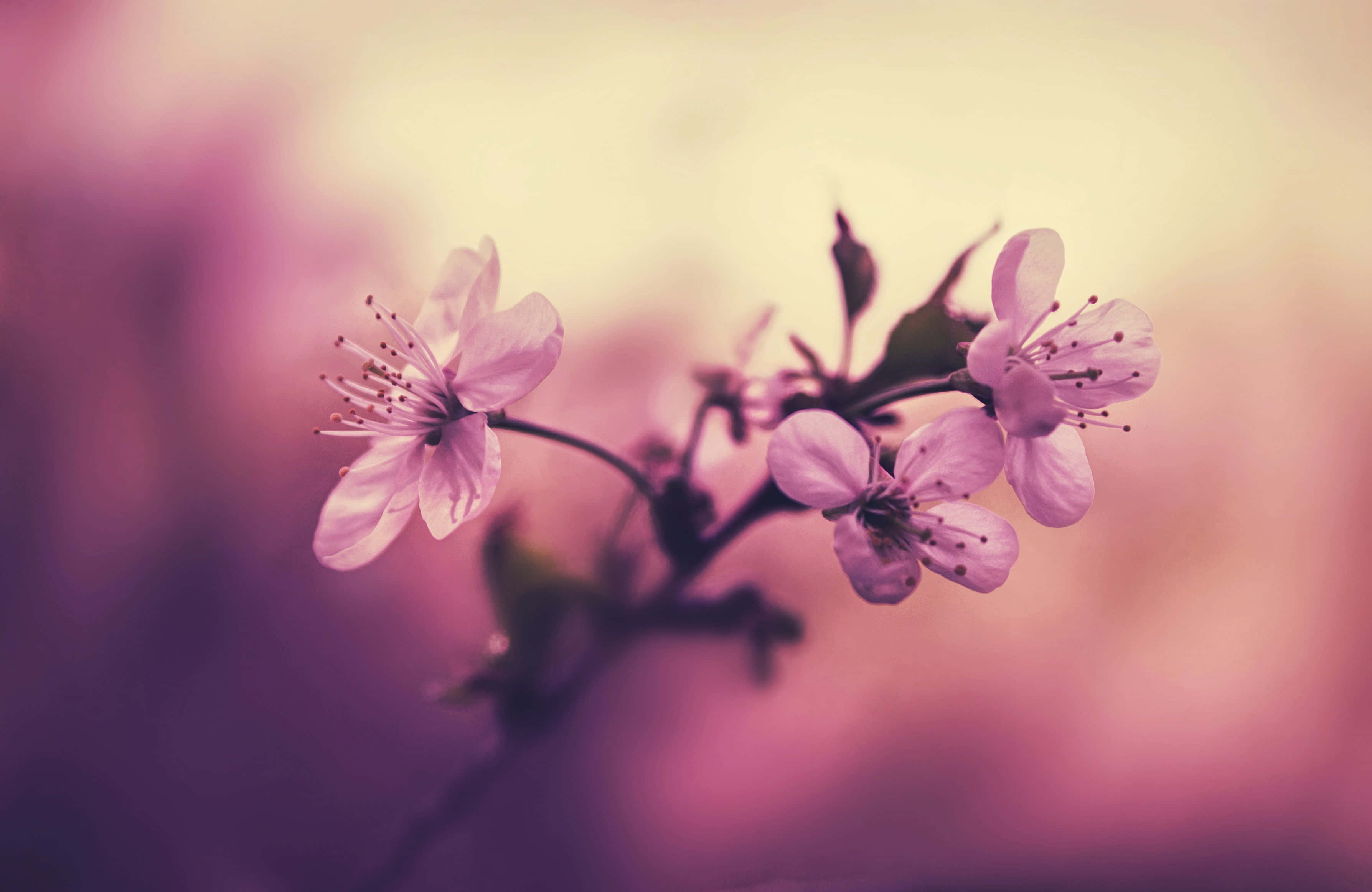 樱花背景 壁纸
