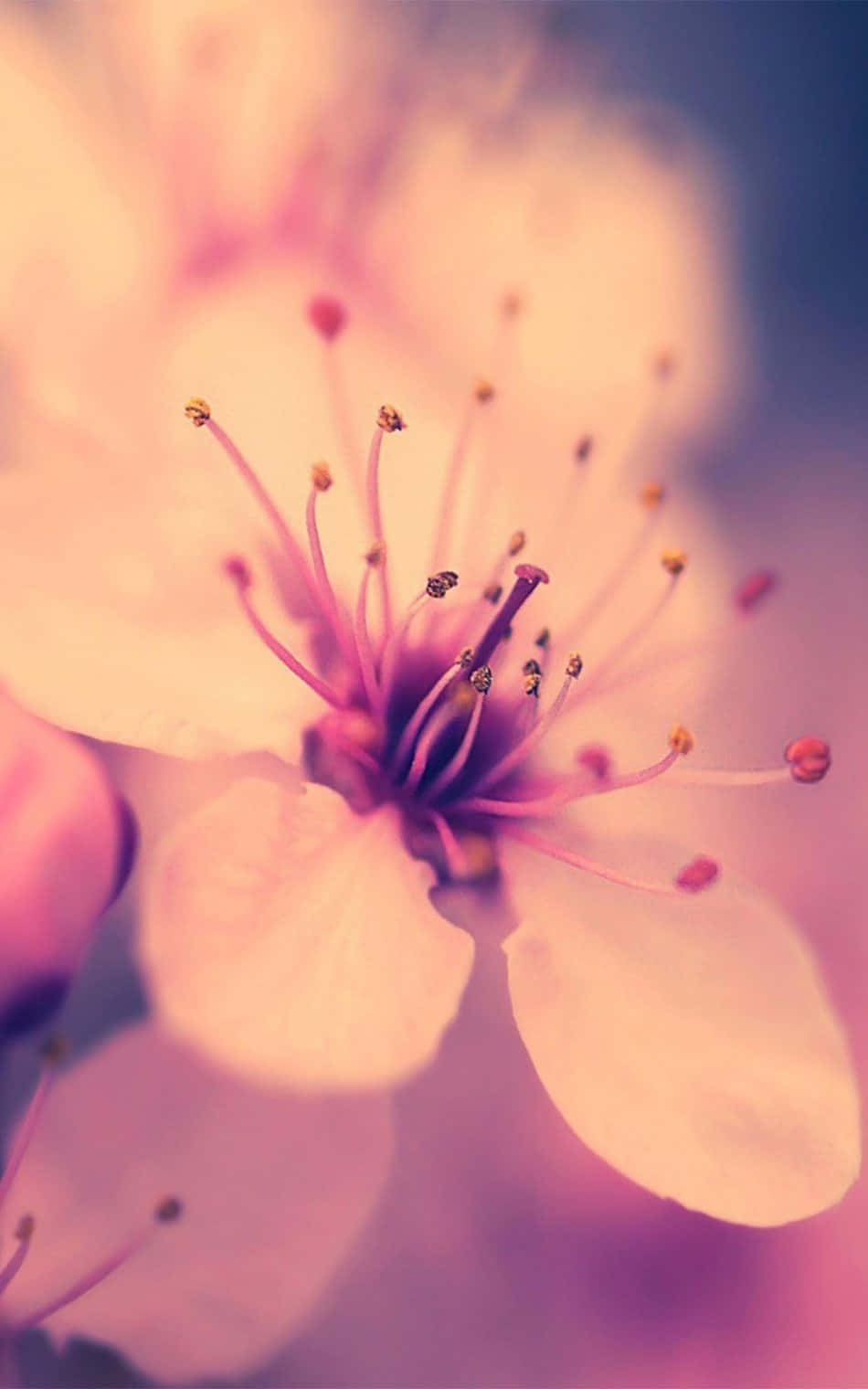 樱花背景 壁纸
