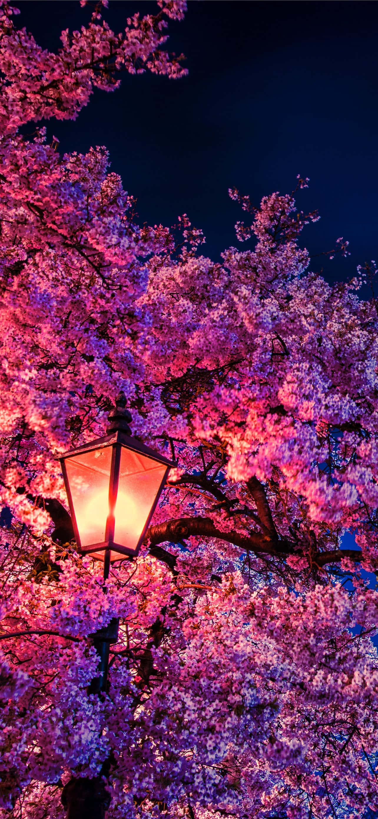 樱花背景 壁纸