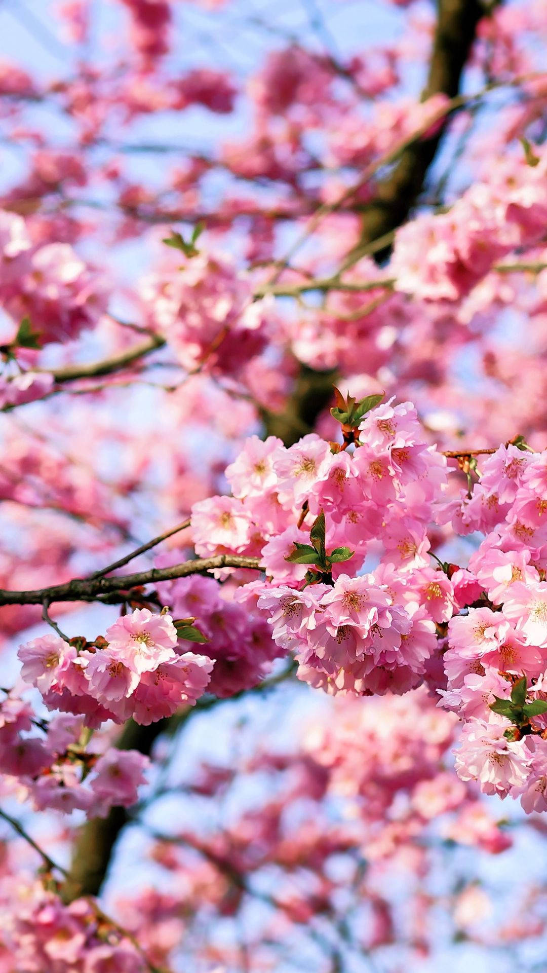 樱花花束壁纸