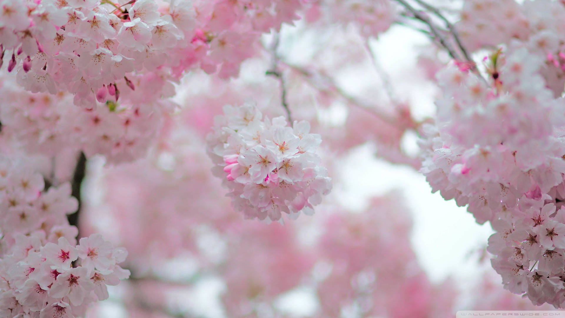 樱花花蕾壁纸