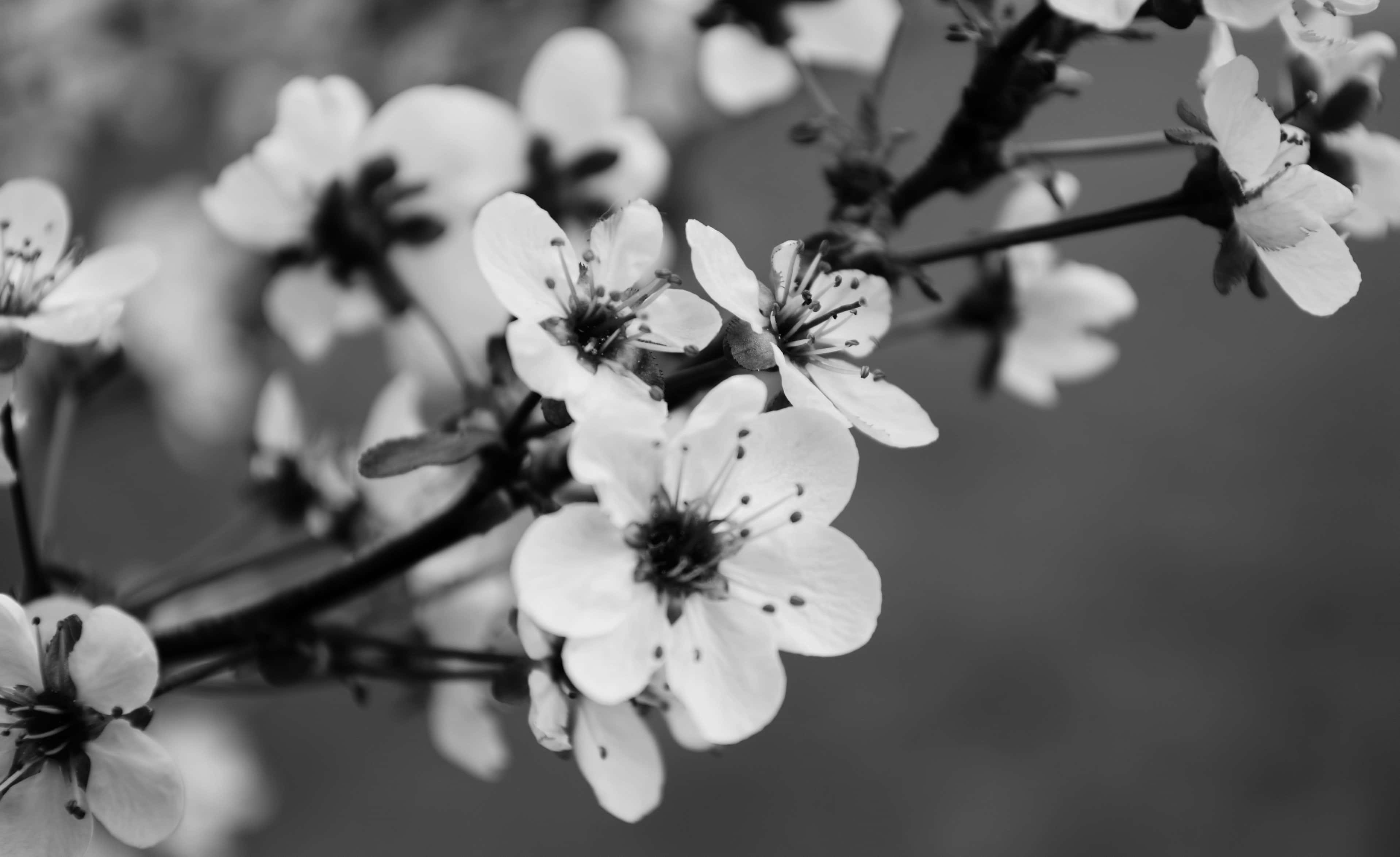 樱花黑白 壁纸