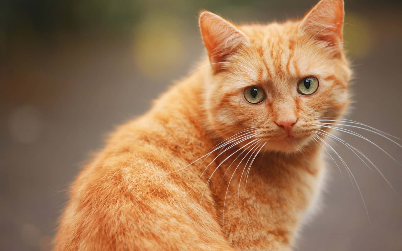 橘猫回头图片 壁纸