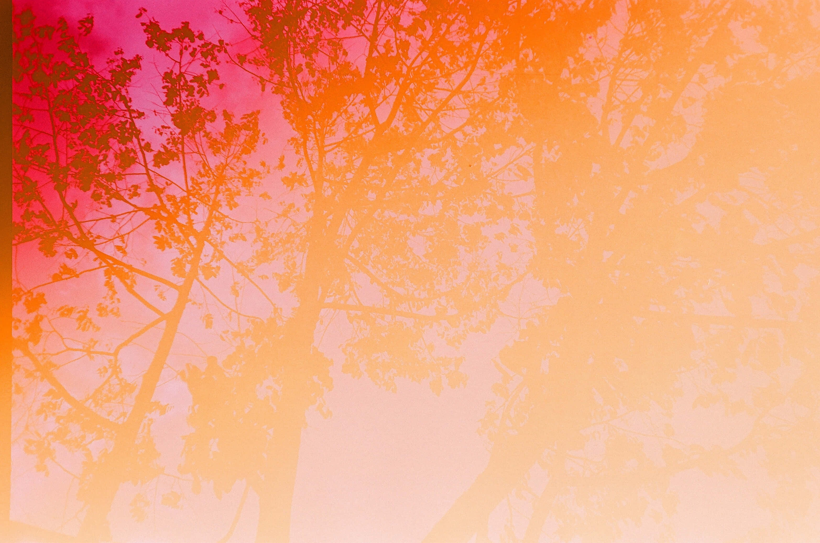 橙色美学树木横幅背景 壁纸