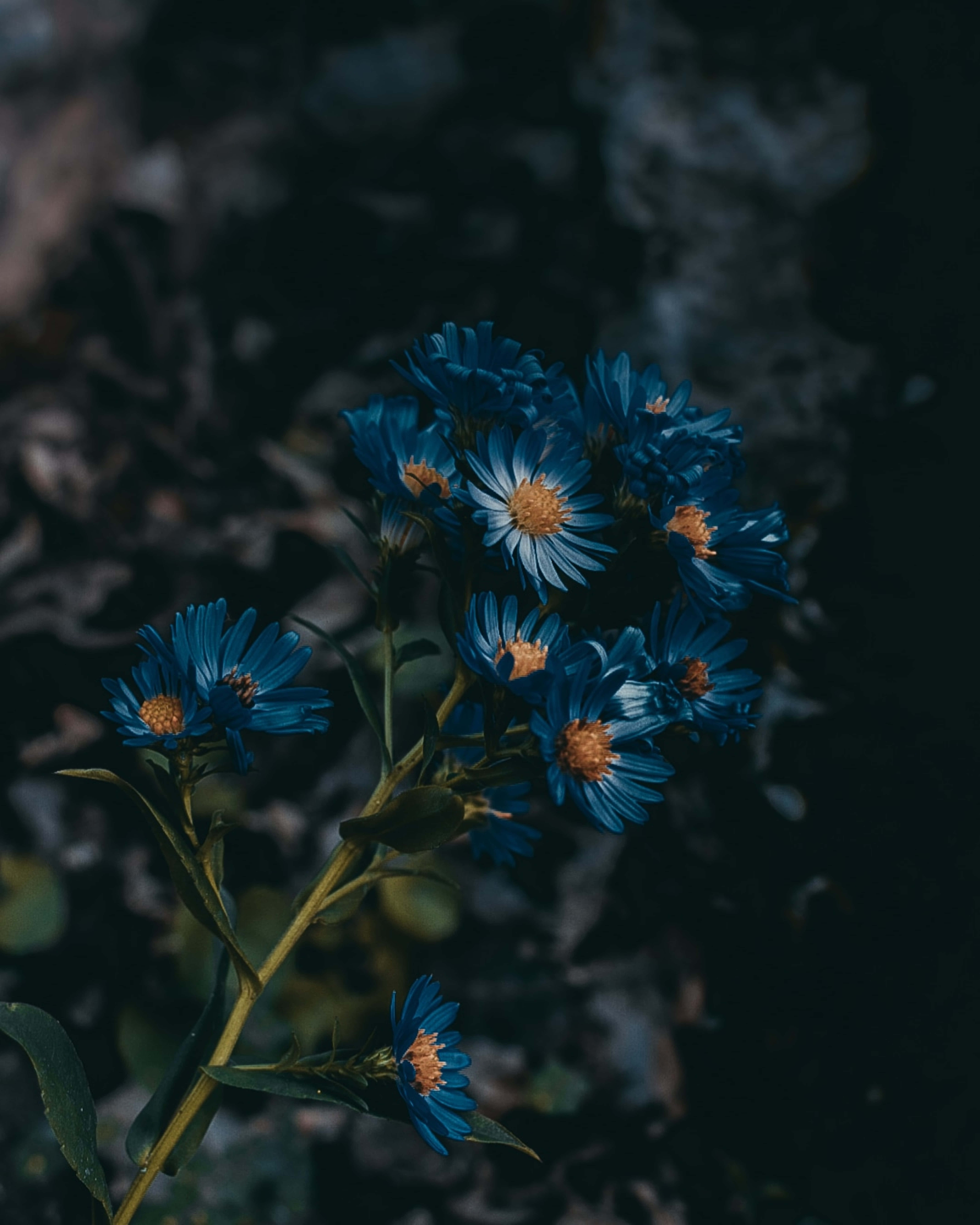 欧洲紫菀蓝色花朵图片 壁纸
