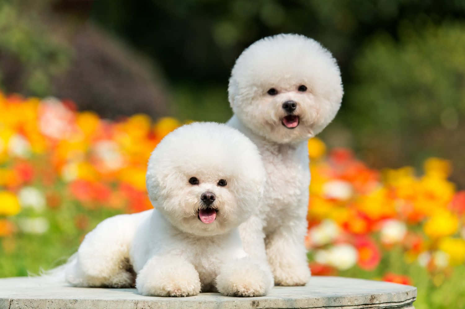 比熊犬小狗图片 壁纸