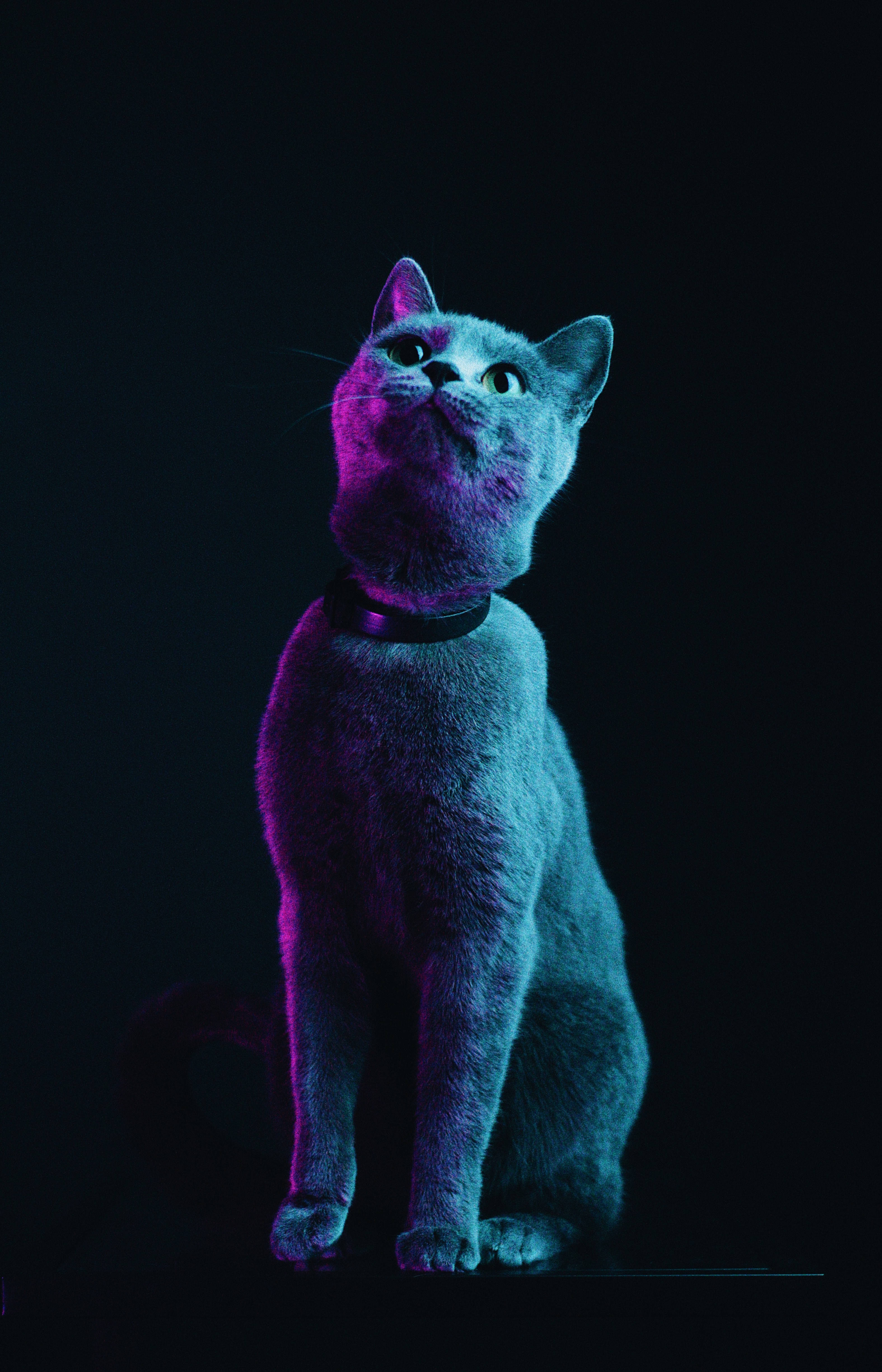 毛茸茸的灰色猫咪 壁纸