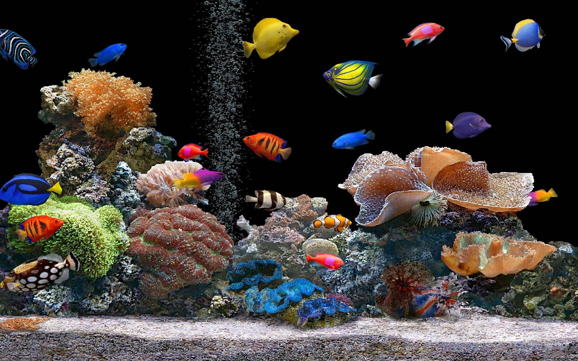 水族馆中的酷炫鱼类 壁纸
