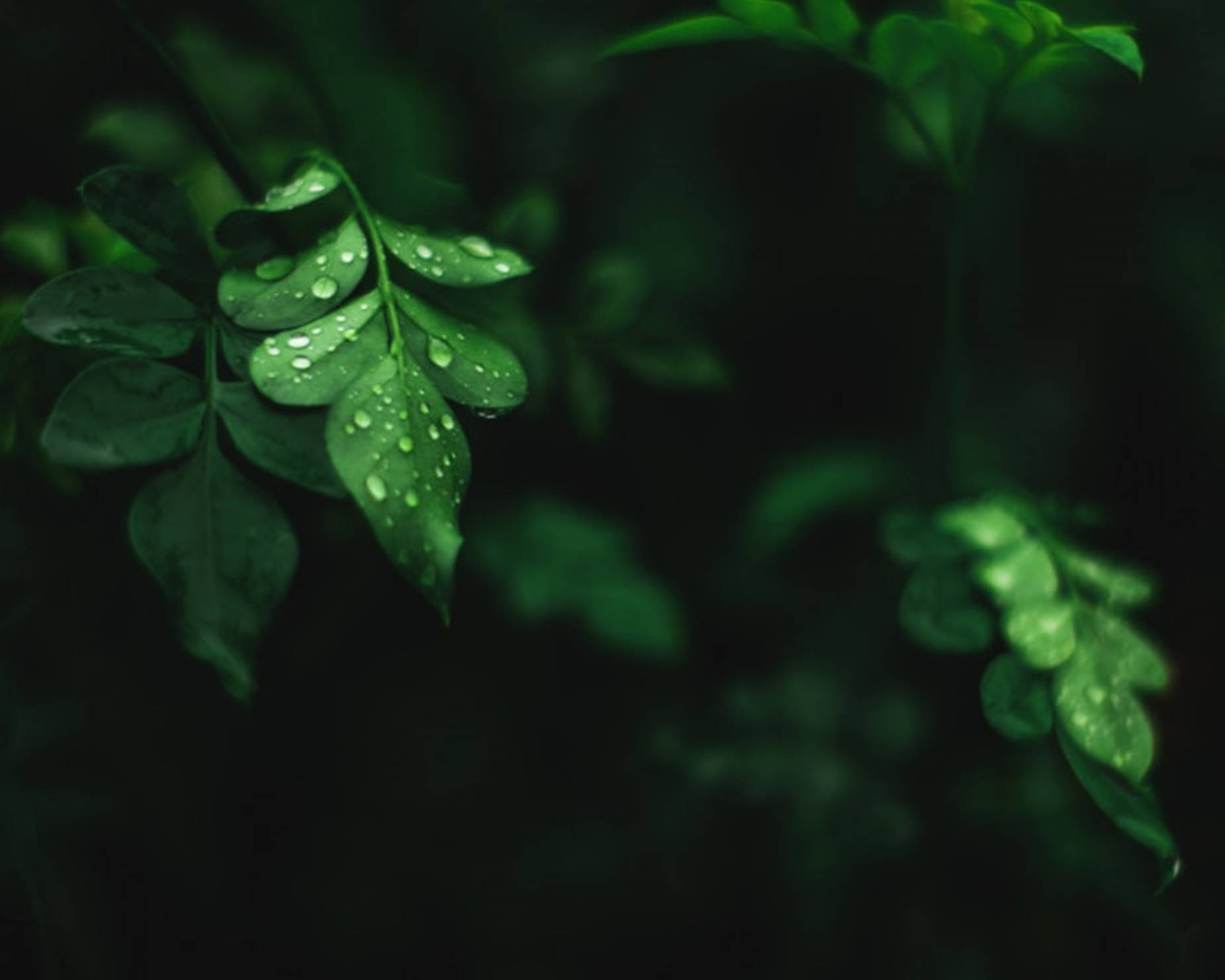 水滴落在辣木叶上 壁纸