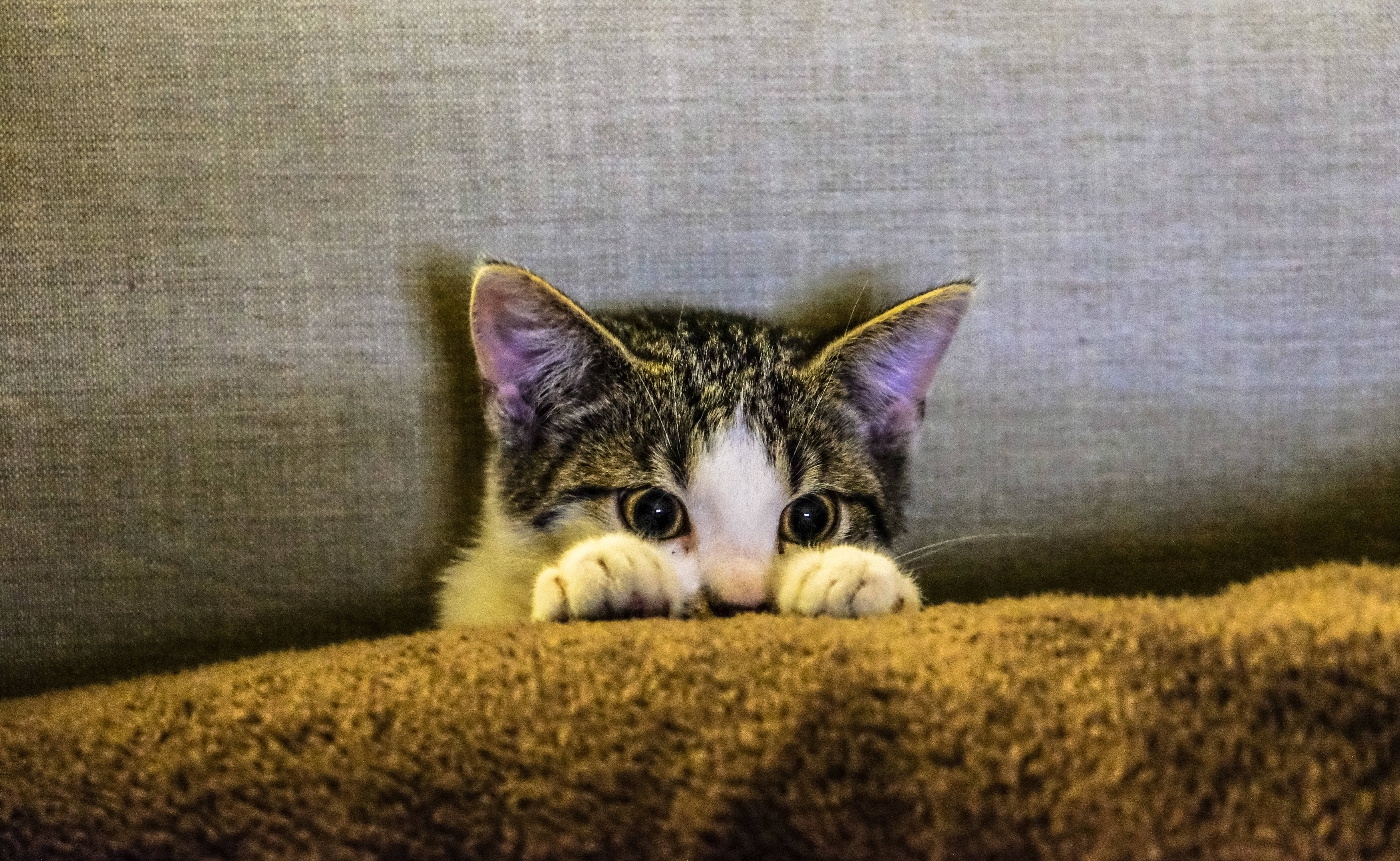沙发上的唯美猫咪 壁纸