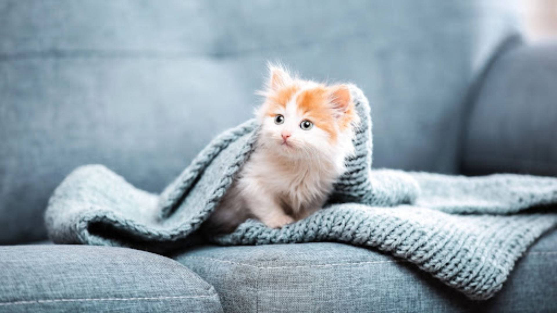沙发上的美学猫咪 壁纸
