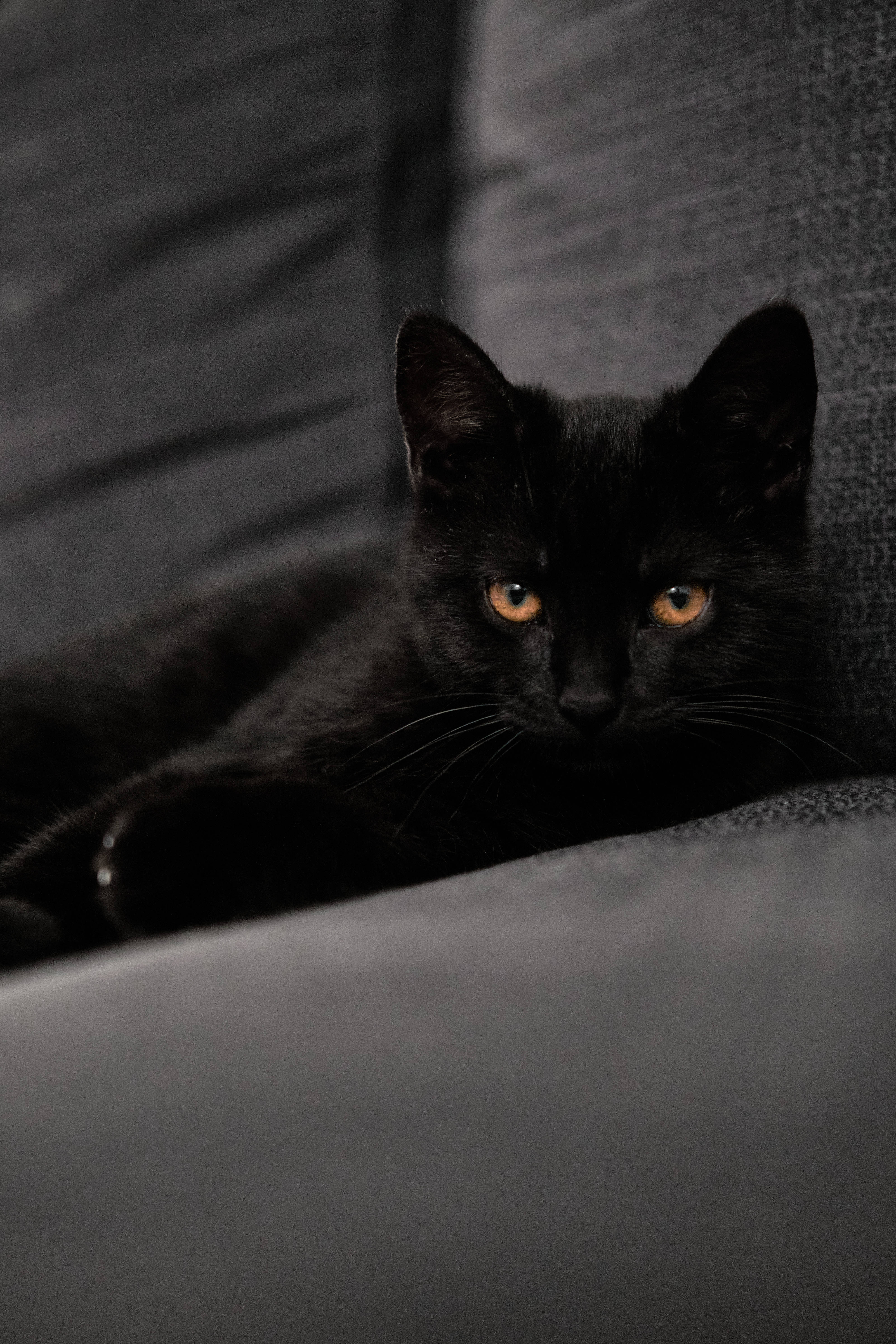 沙发上的黑色小猫咪 壁纸