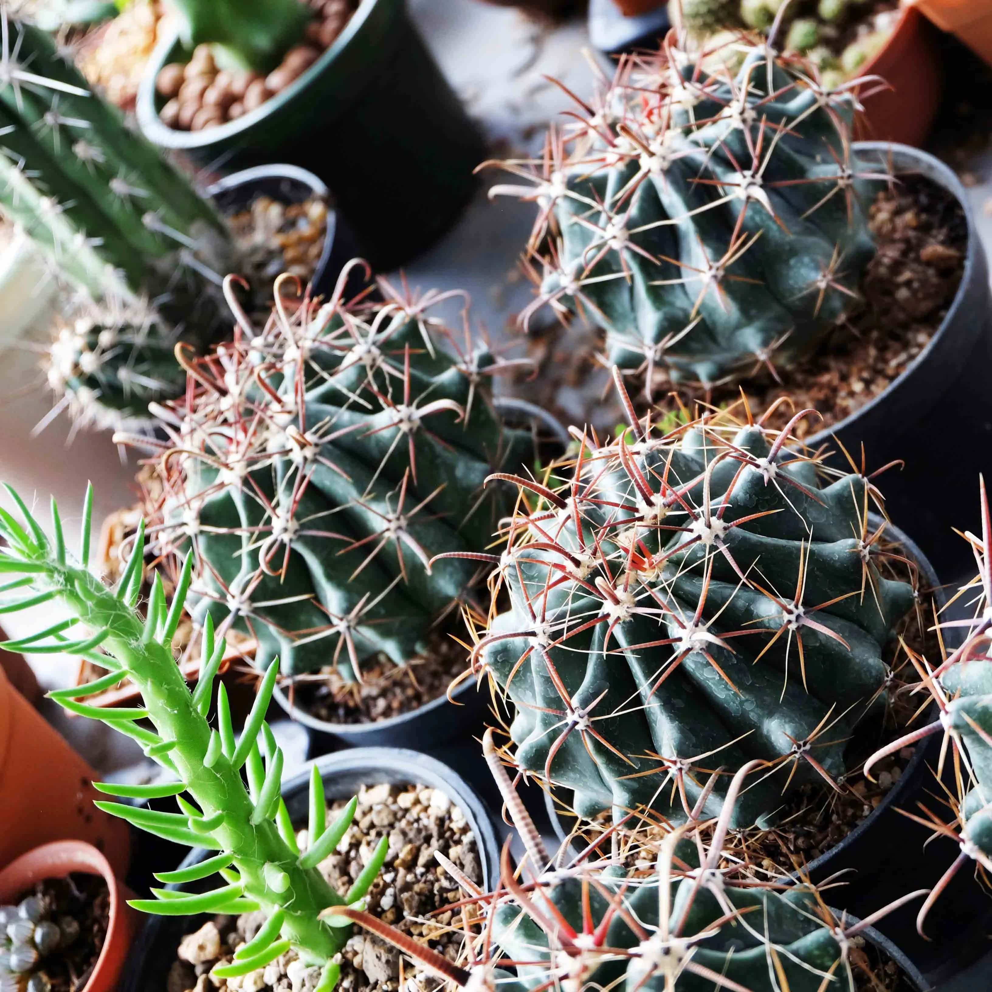 沙漠生命的多样性——各种华丽的仙人掌植物 壁纸