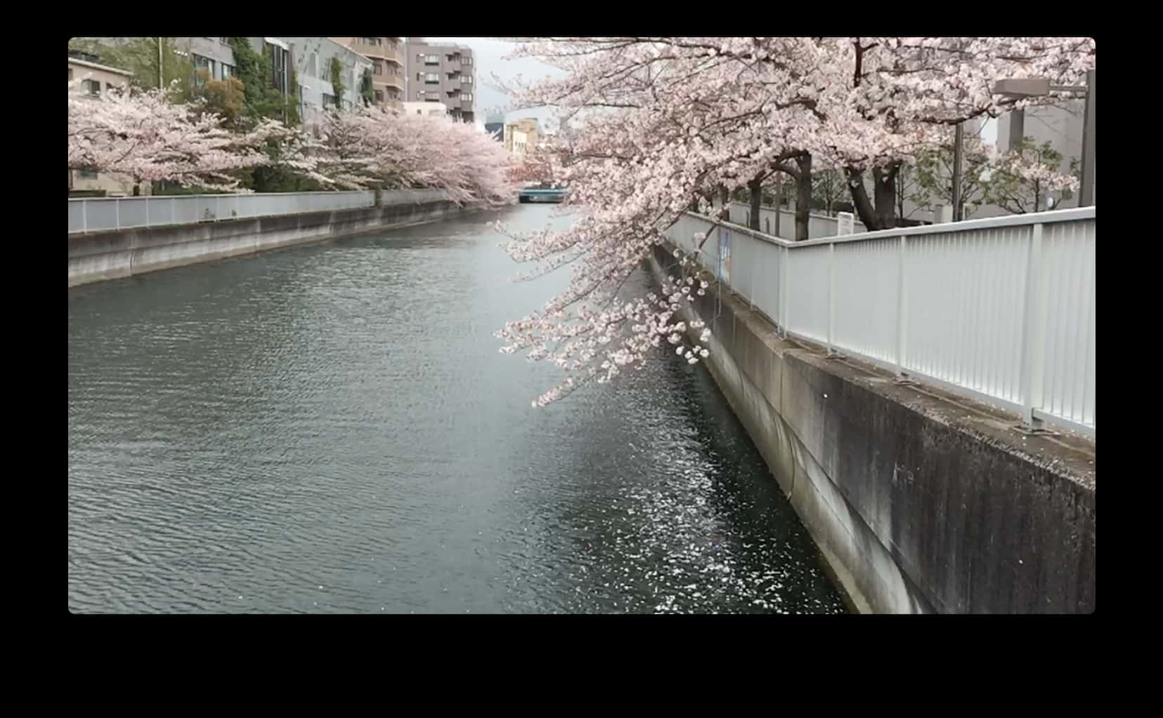 河畔樱花 壁纸
