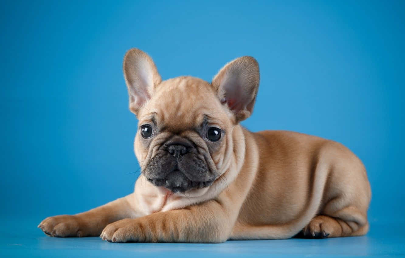 法国斗牛犬宝宝摆拍姿势 壁纸