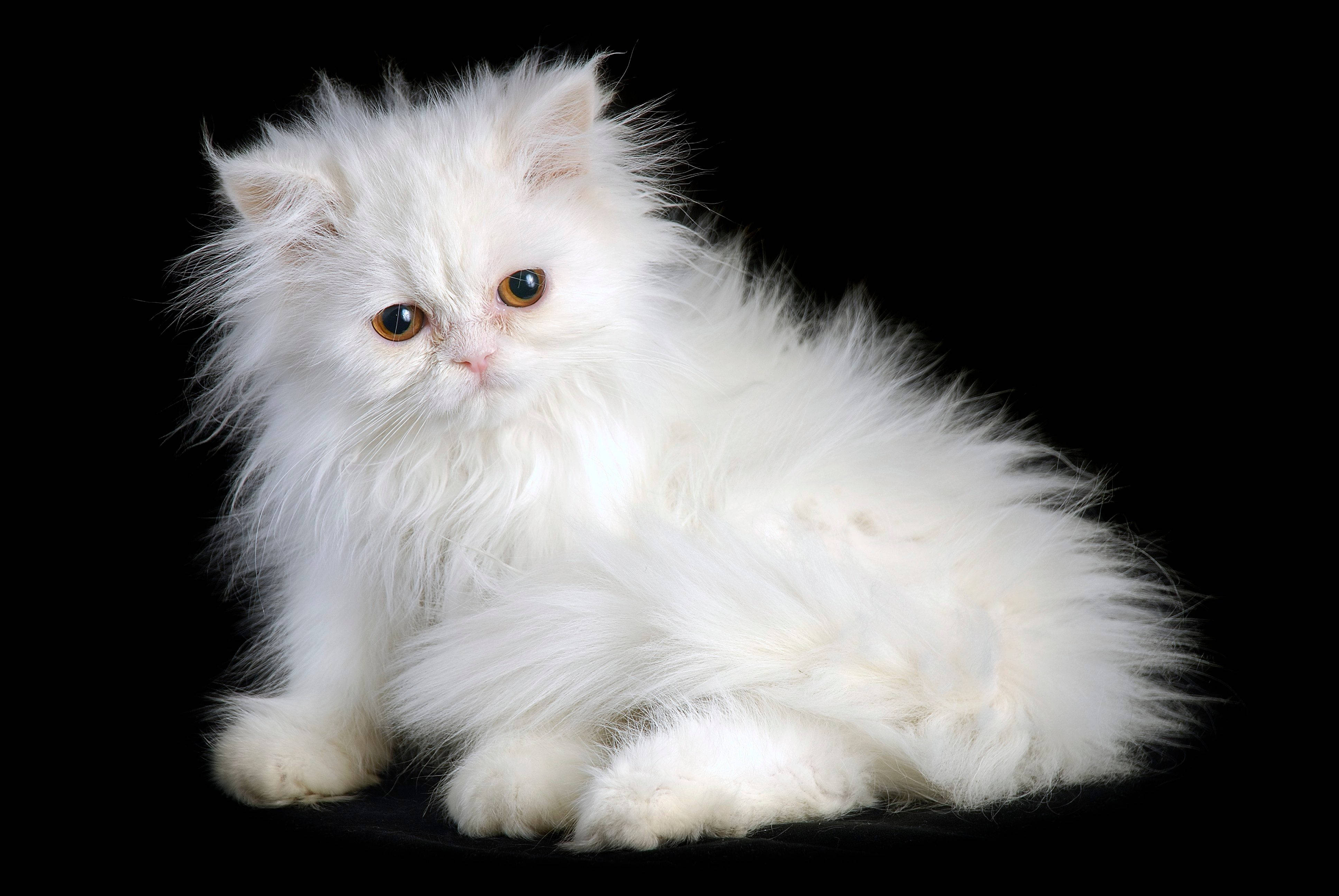 波斯猫品种 壁纸