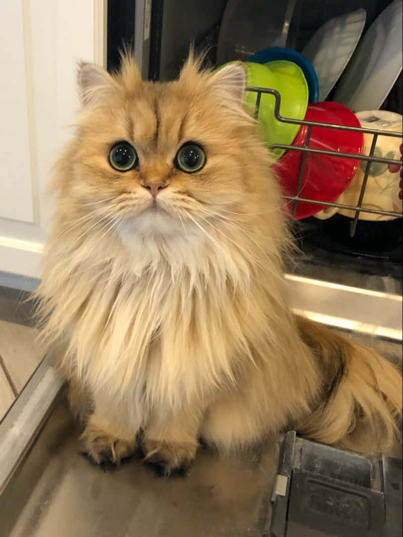 波斯猫宠溺图片 壁纸