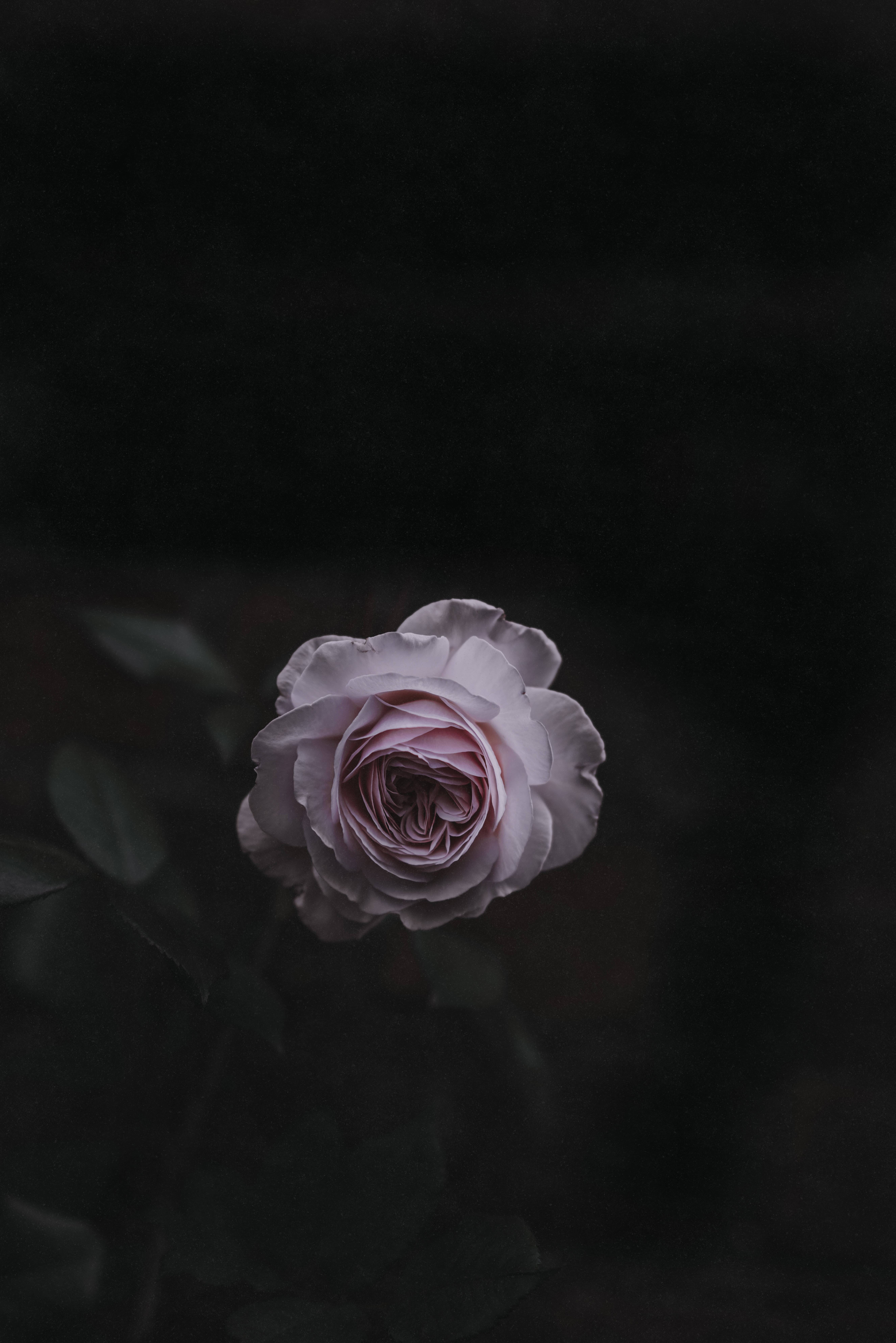 浅粉色玫瑰花 壁纸