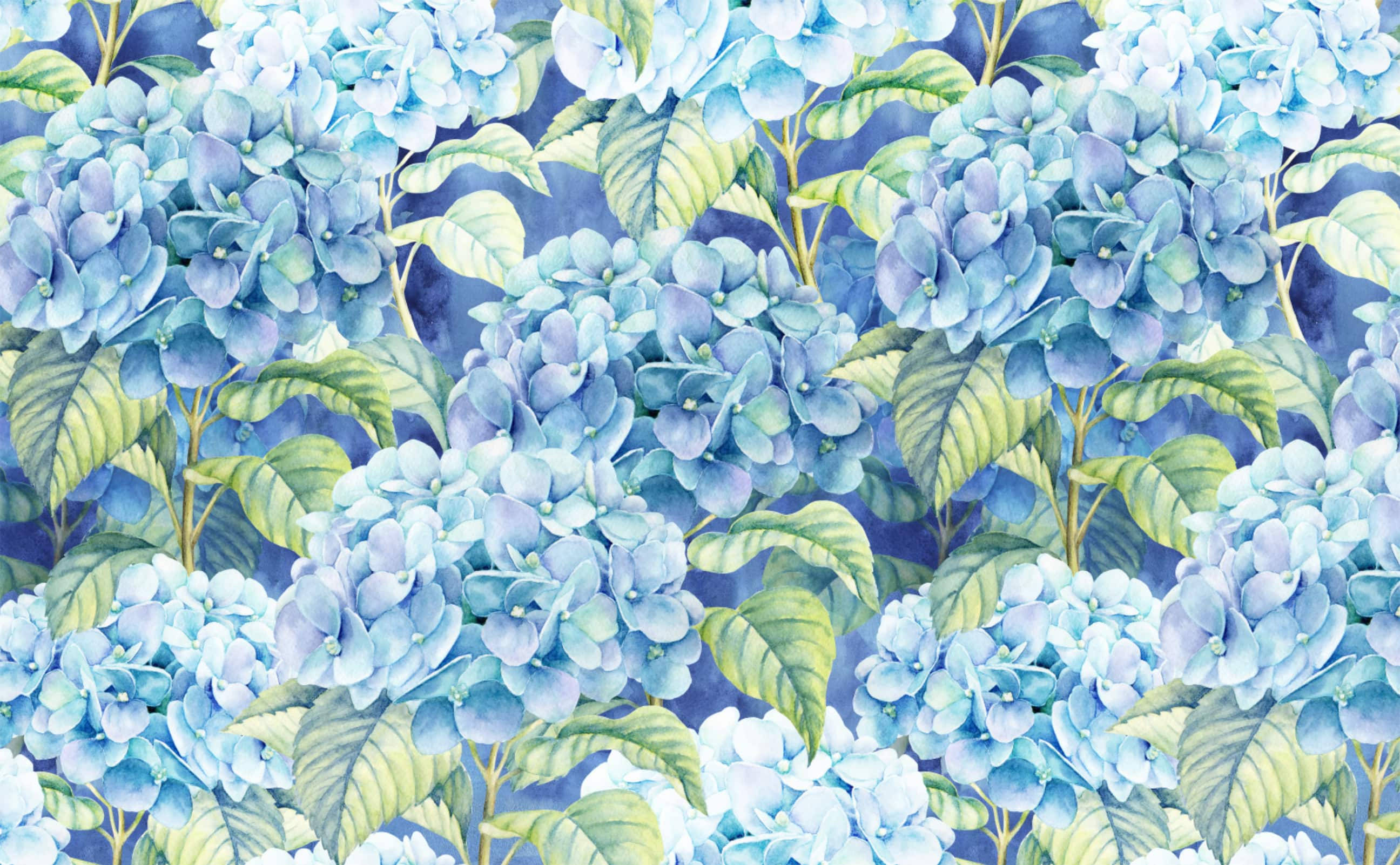 浅蓝绣球花插画 壁纸
