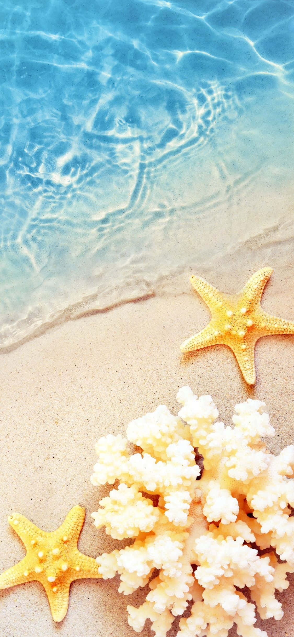 海星与珊瑚 iPhone X 夏日背景 壁纸