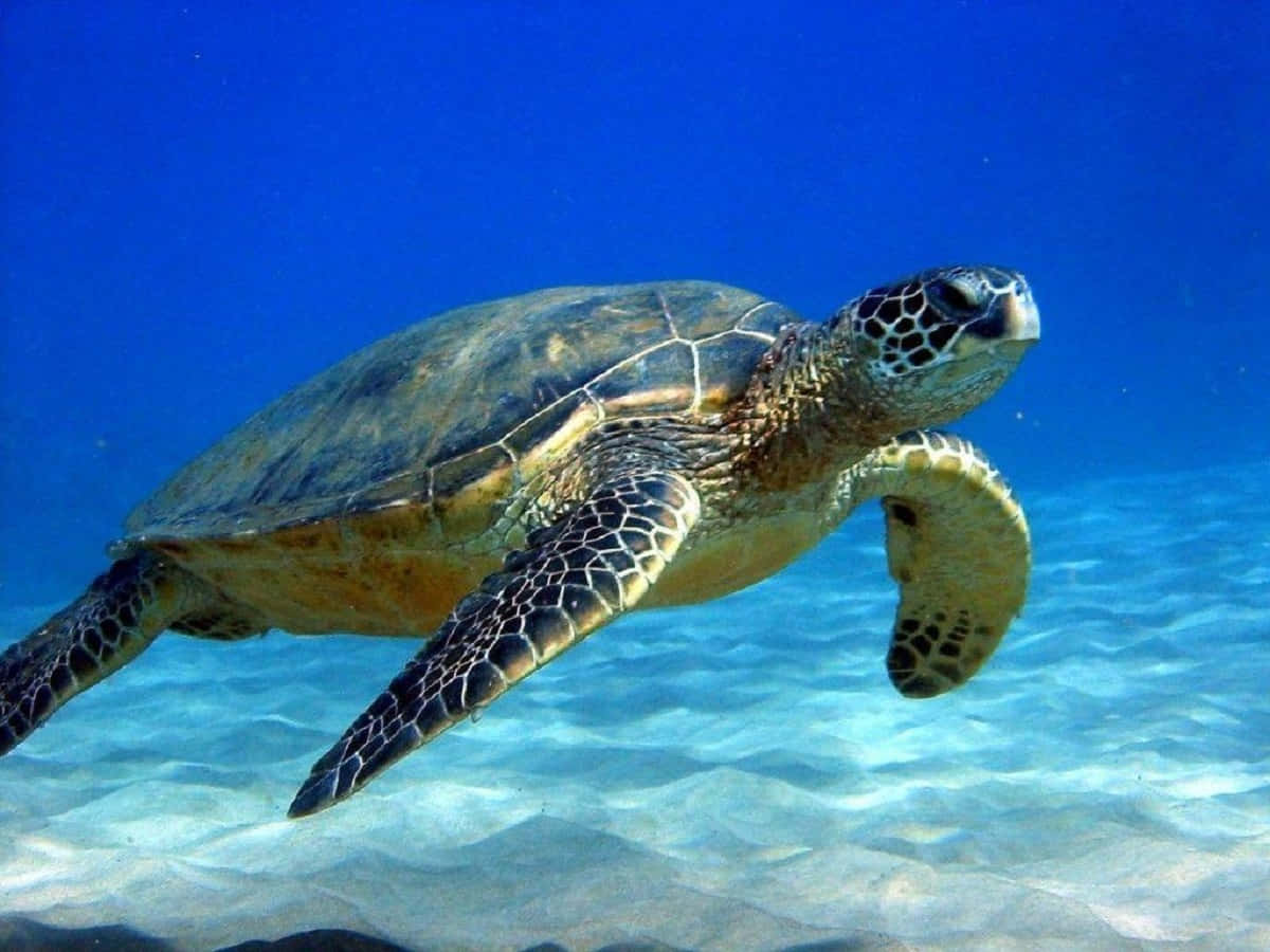 海洋中游弋的绿海龟 壁纸