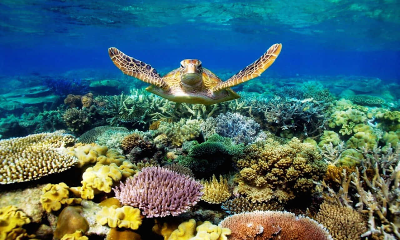 海龟在海底游动的美学图片 壁纸
