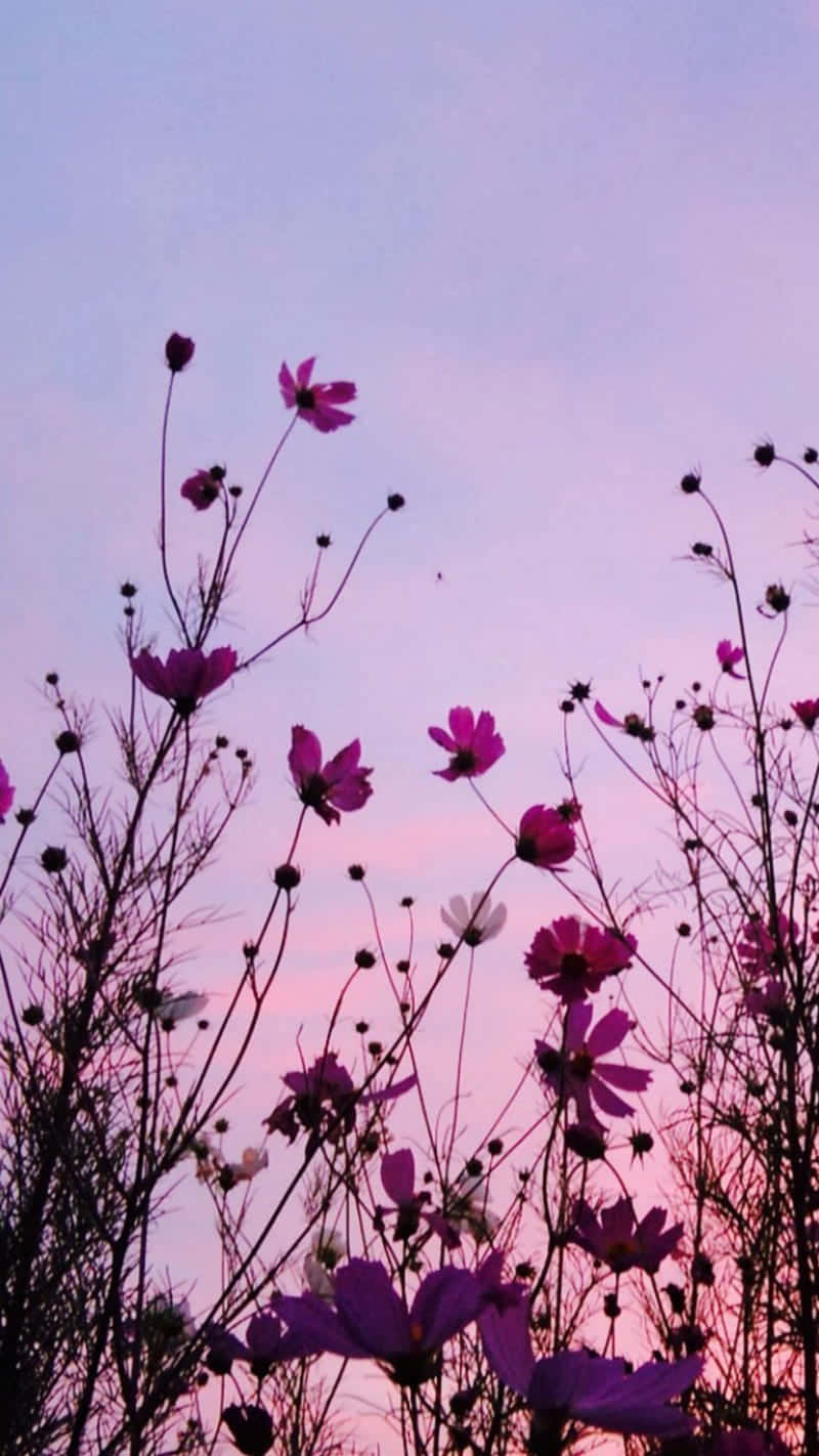 紫色花朵背景