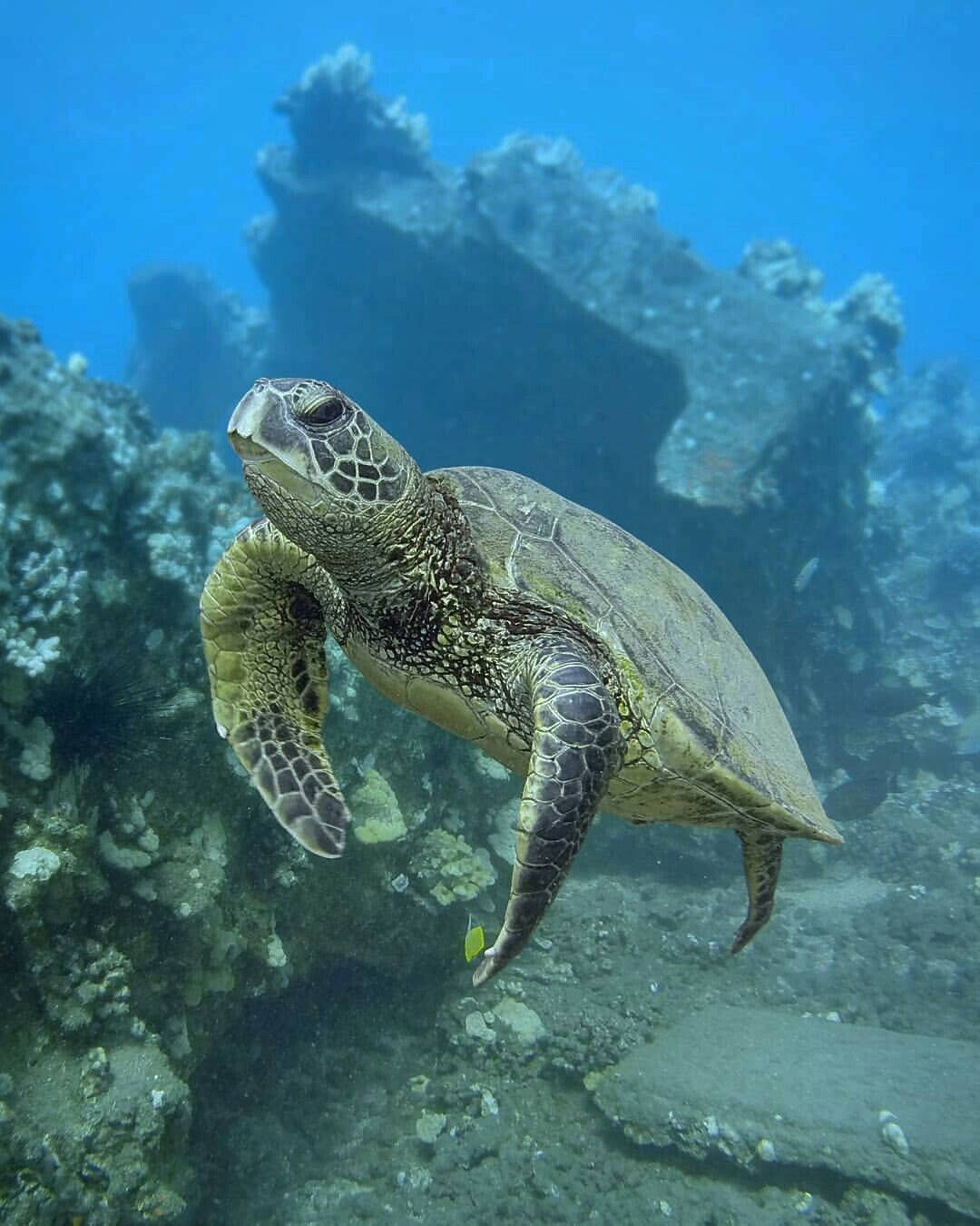 深海中的绿色可爱海龟 壁纸
