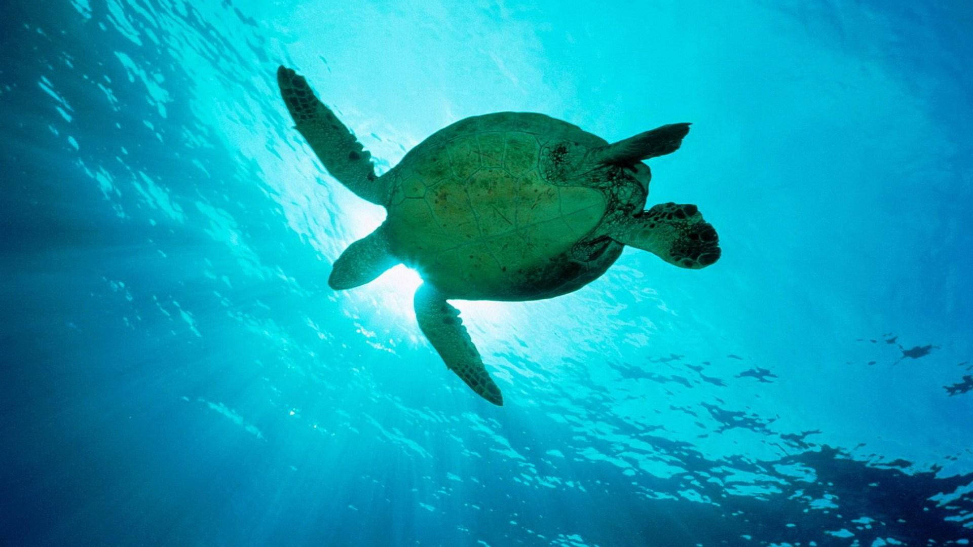 深海蓝海中优雅滑翔的雄伟海龟 壁纸