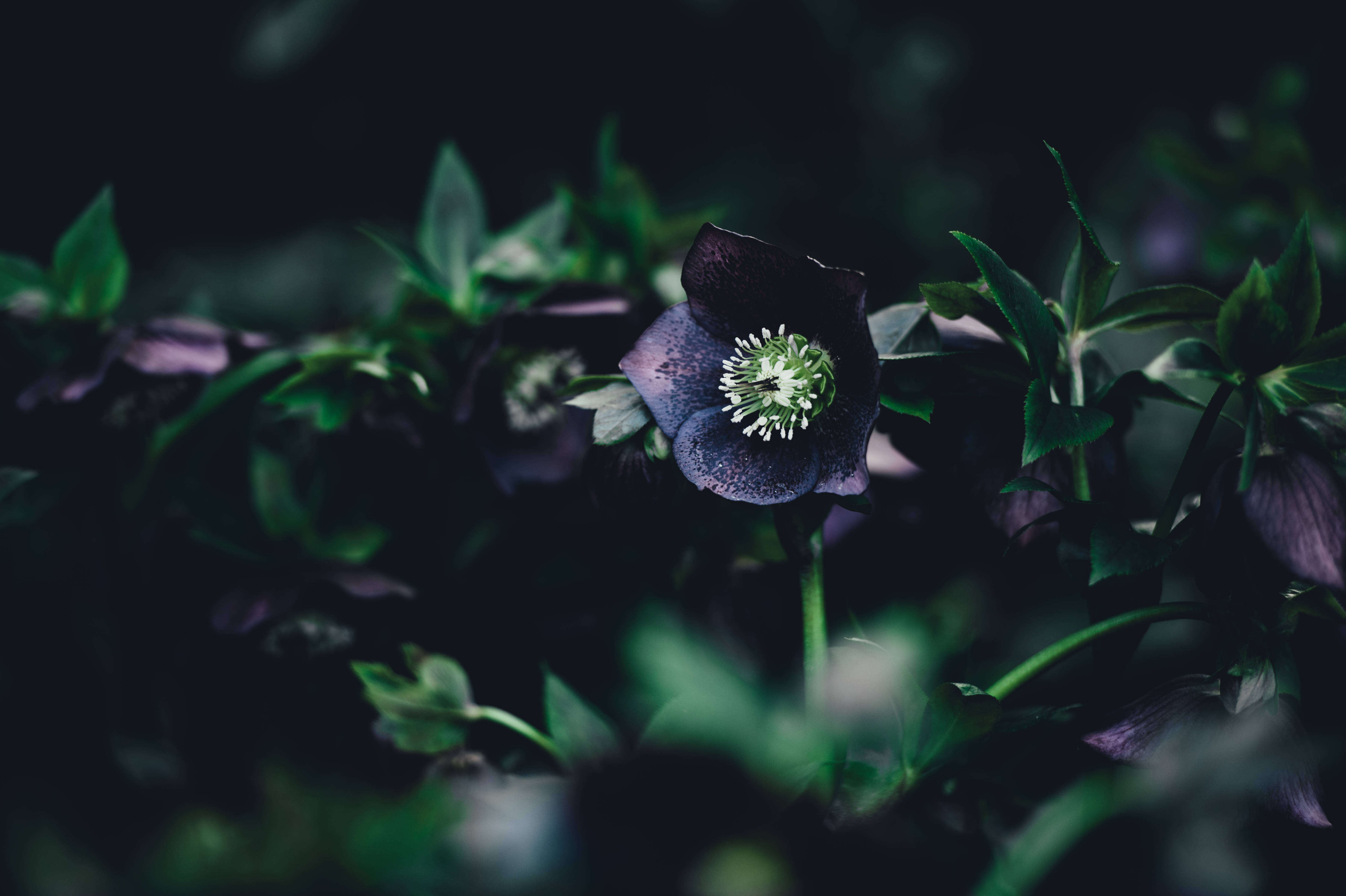 深紫花绿叶茎 壁纸