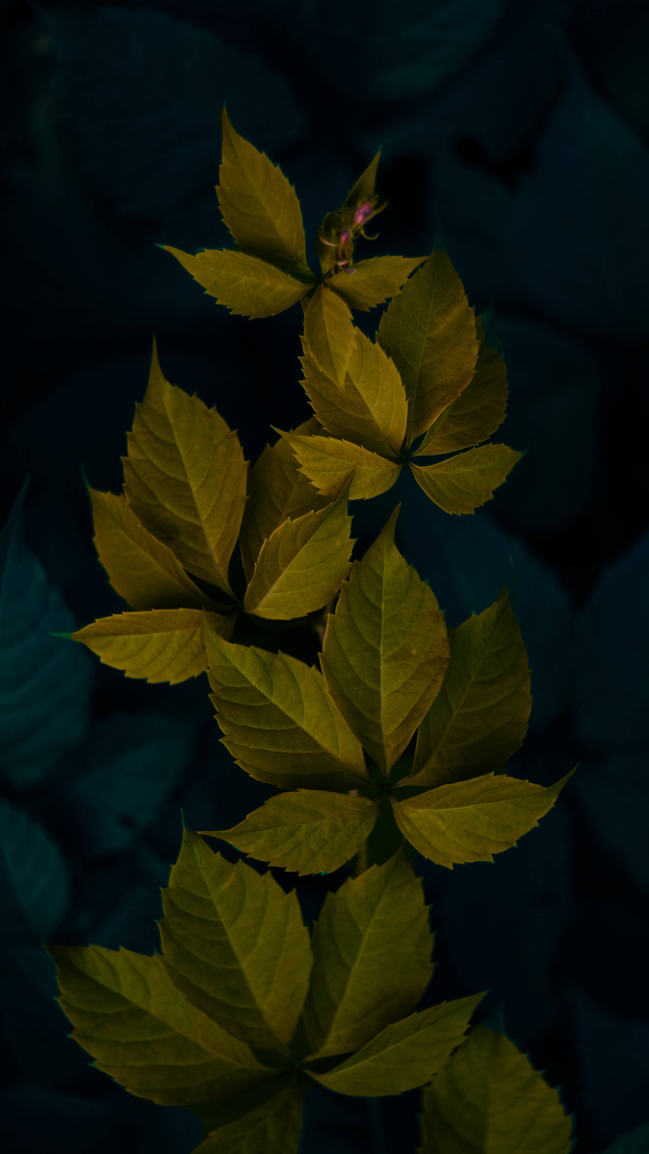 深绿色极简植物叶片 壁纸