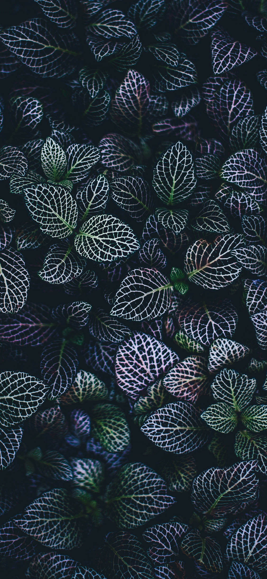 深绿色植物的特写 壁纸