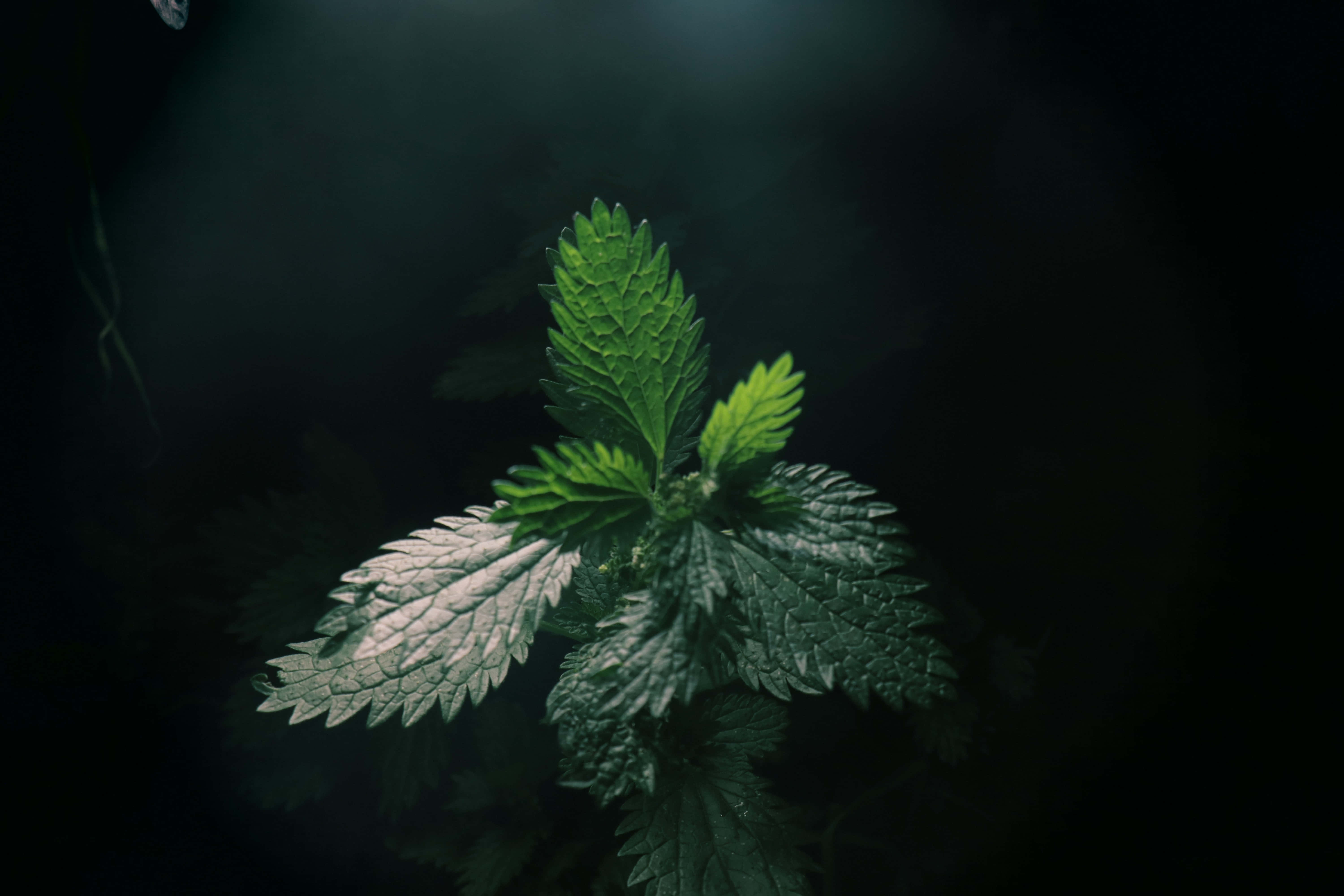 深绿色美学图片 壁纸