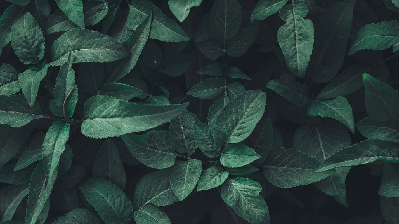 深绿色美学森林背景 壁纸
