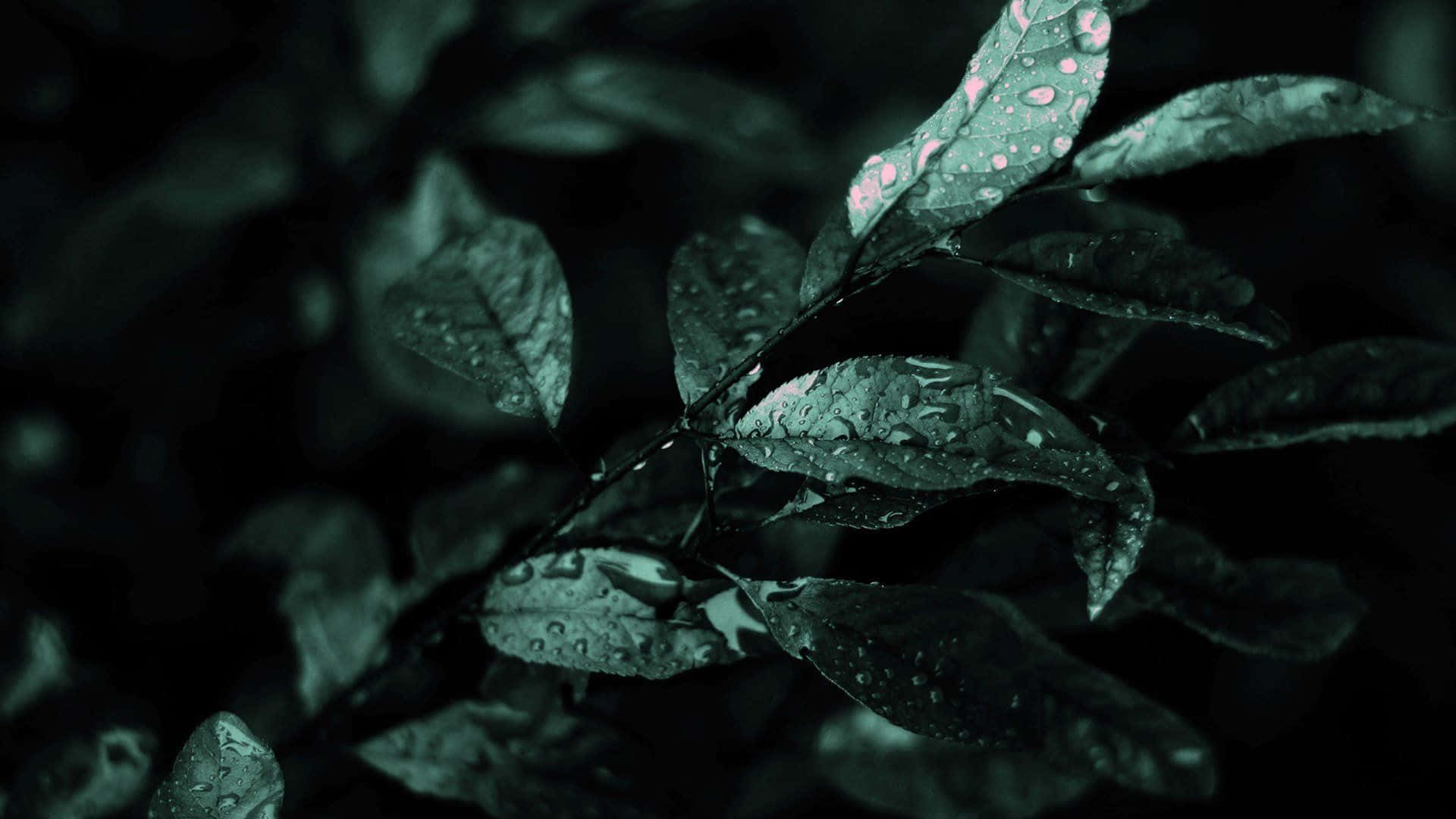 深绿色美学背景 壁纸