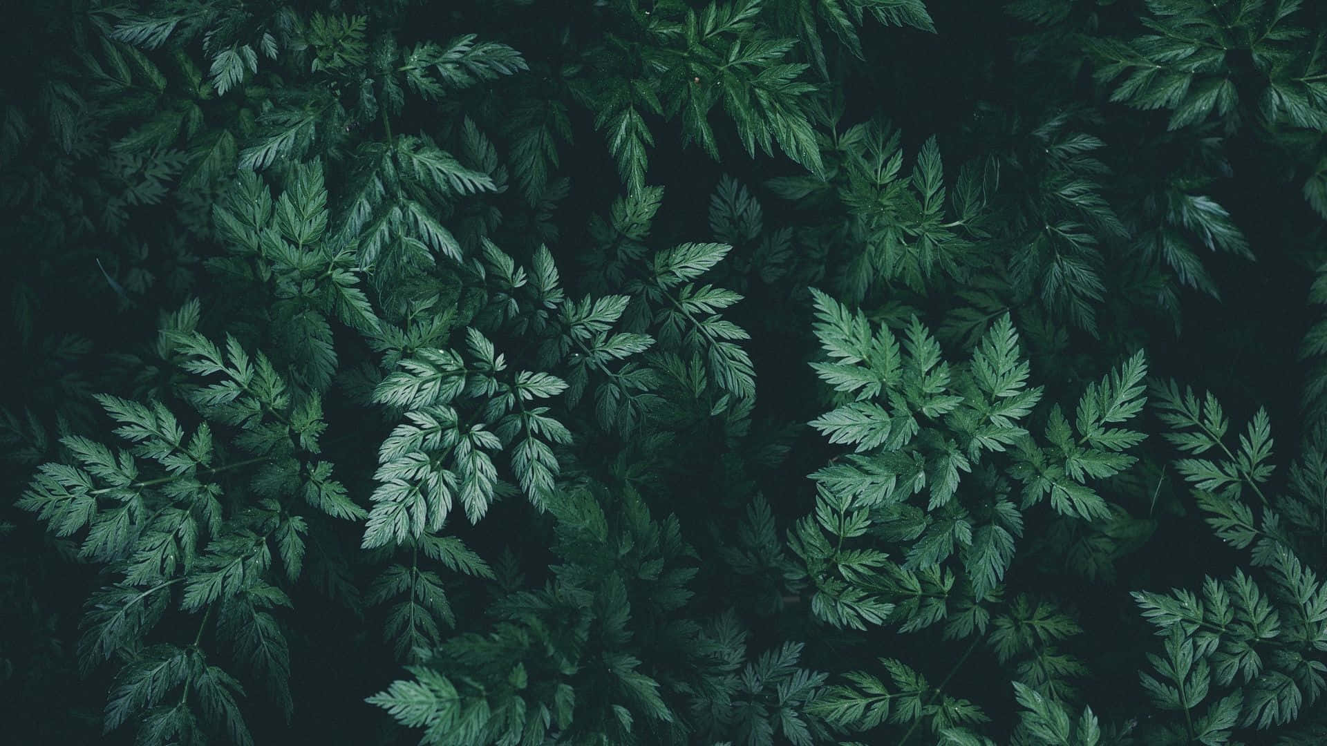 深绿色自然美学背景 壁纸