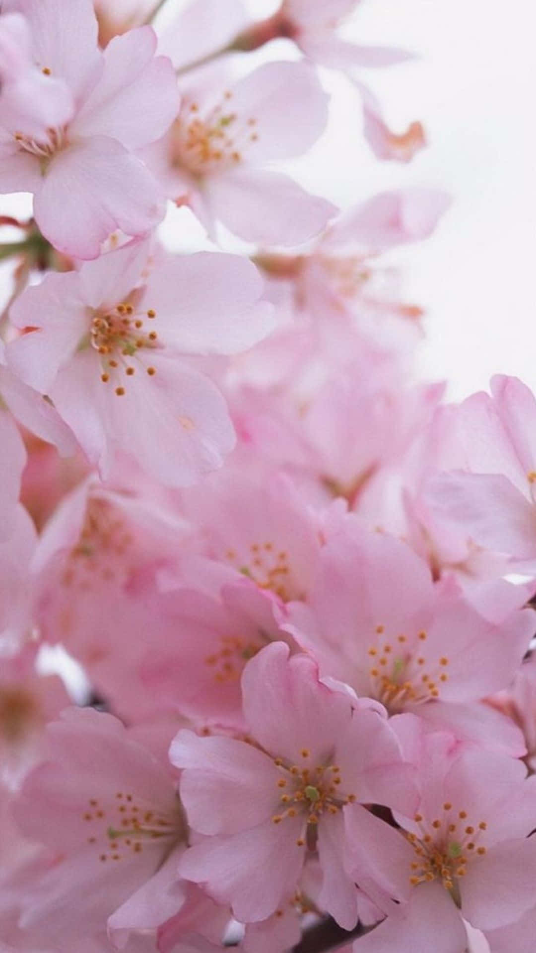 清新气息：一朵鲜艳的花朵从iPhone玻璃中绽放 壁纸