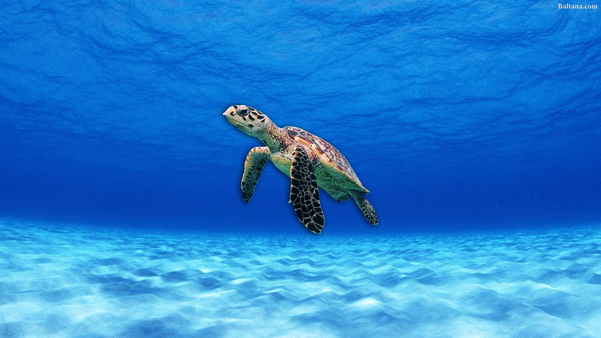 清澈碧蓝海洋下的海龟 壁纸