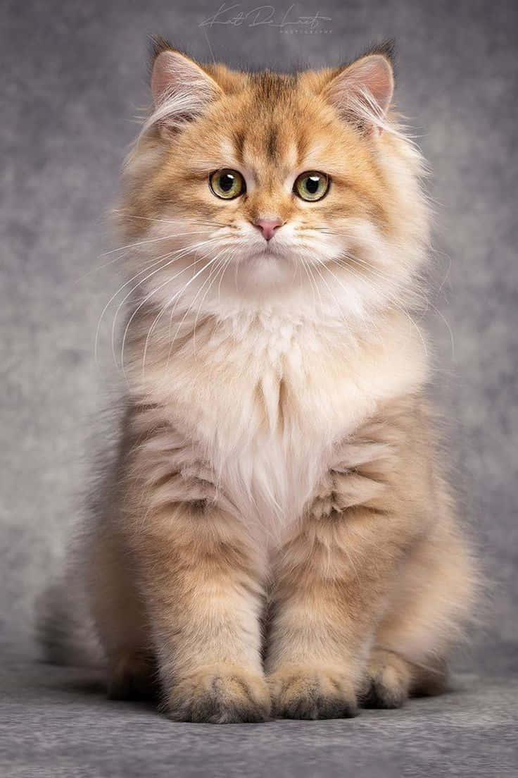 漂亮浅棕色猫咪图片 壁纸