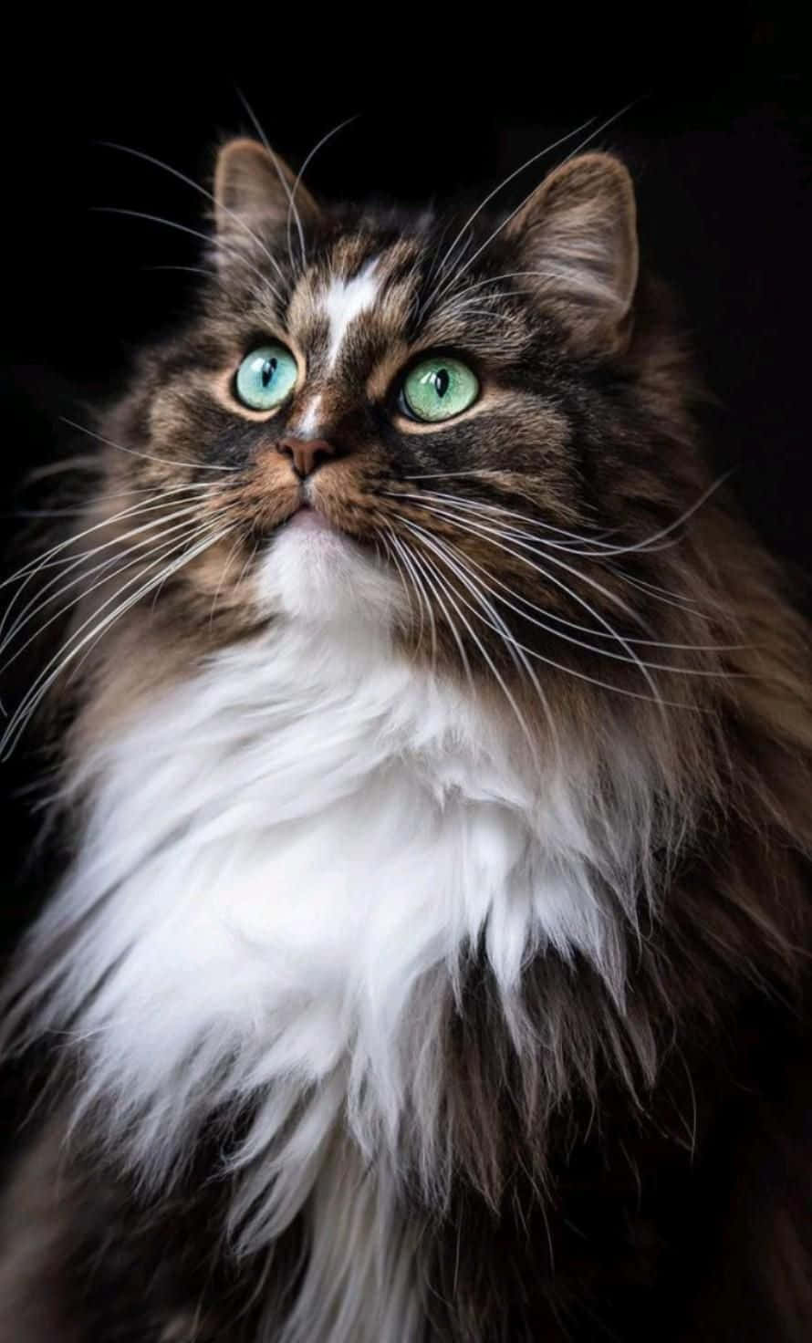 漂亮胖猫图片 壁纸