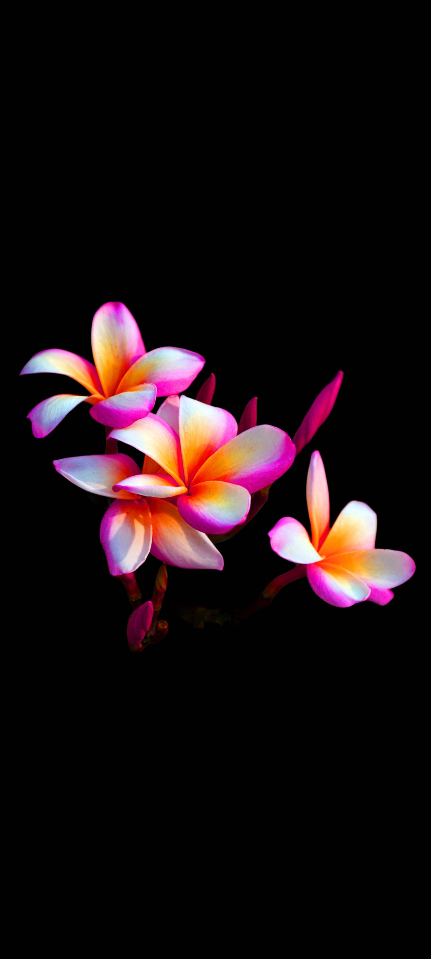 漂亮鸡蛋花手机壁纸 壁纸