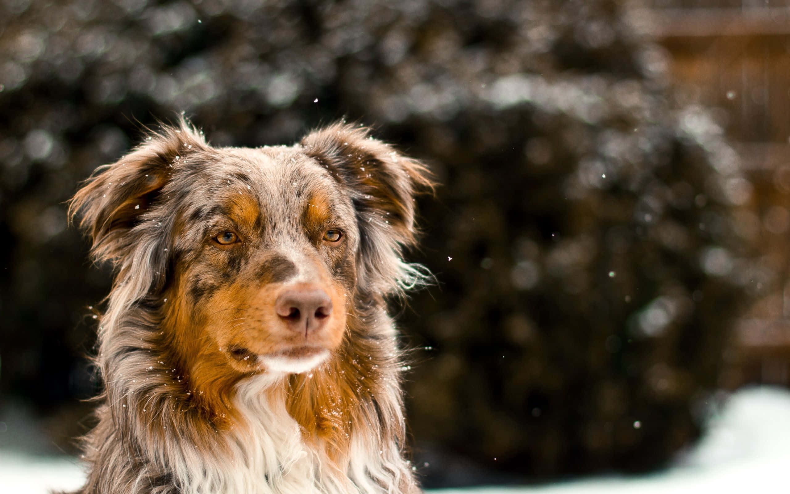 澳大利亚牧羊犬冬日雪景图 壁纸