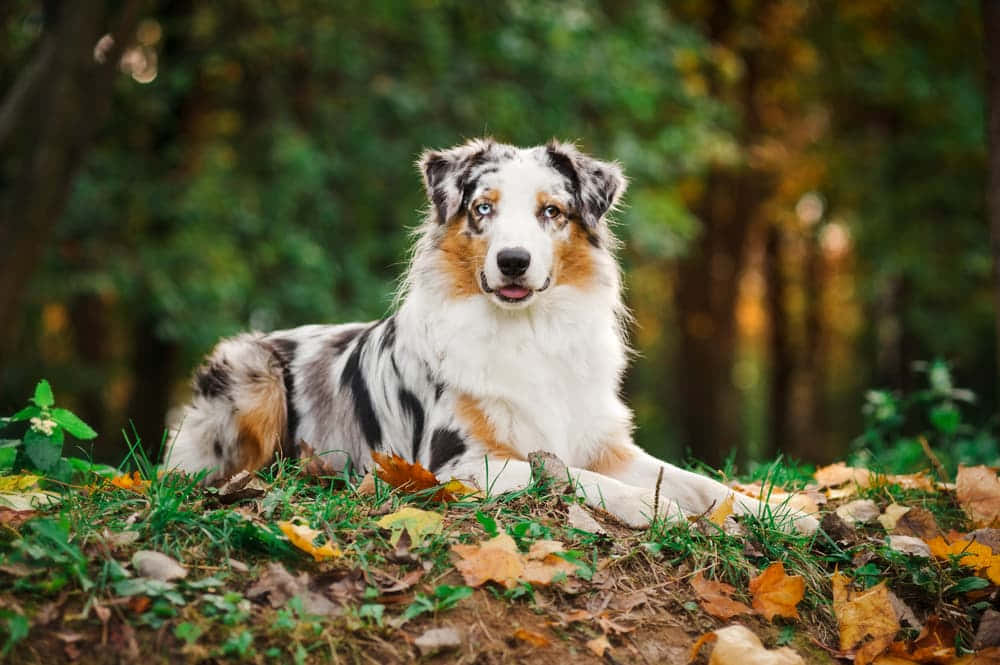 澳大利亚牧羊犬怀旧秋日图片 壁纸