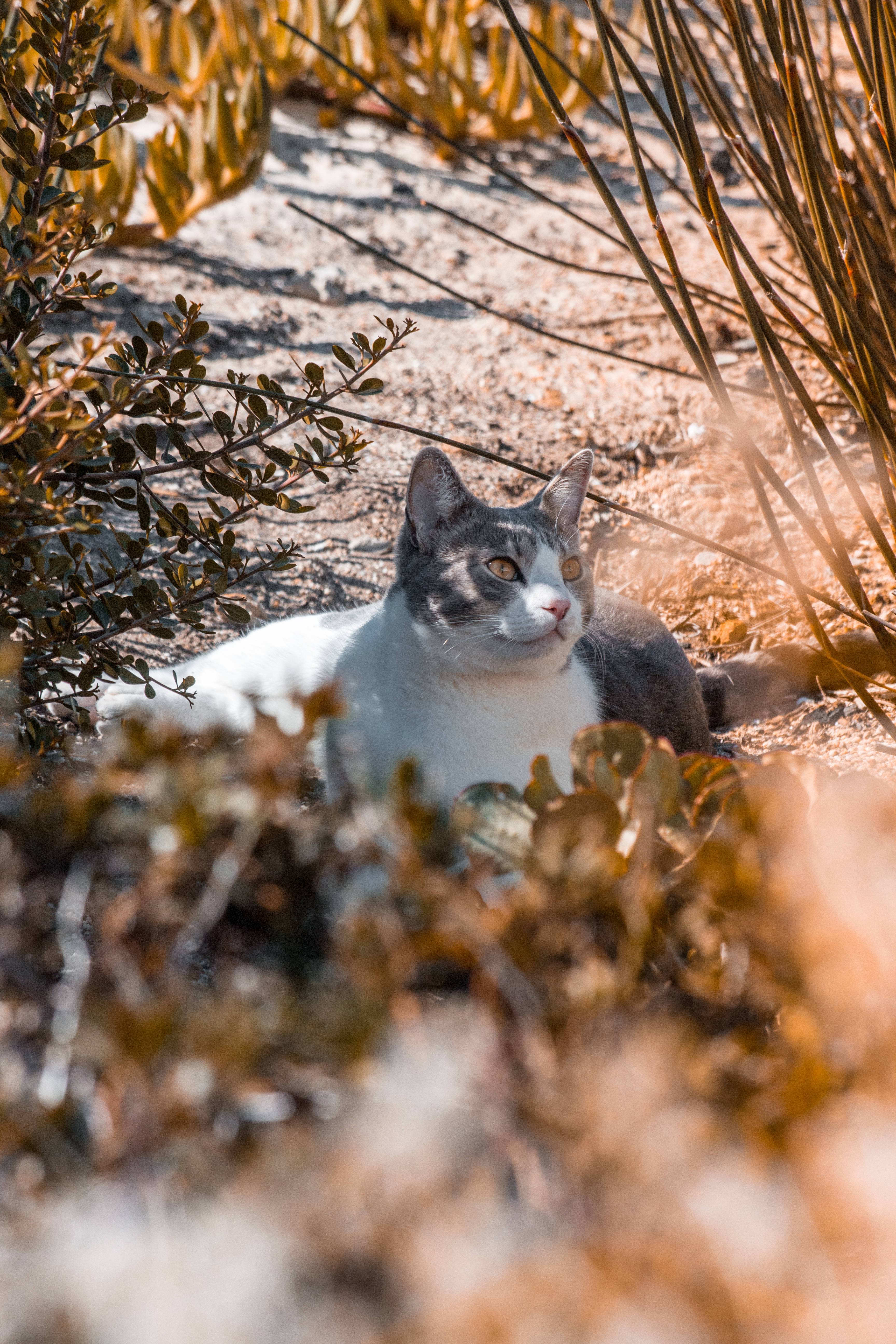 灰白美萌猫 壁纸